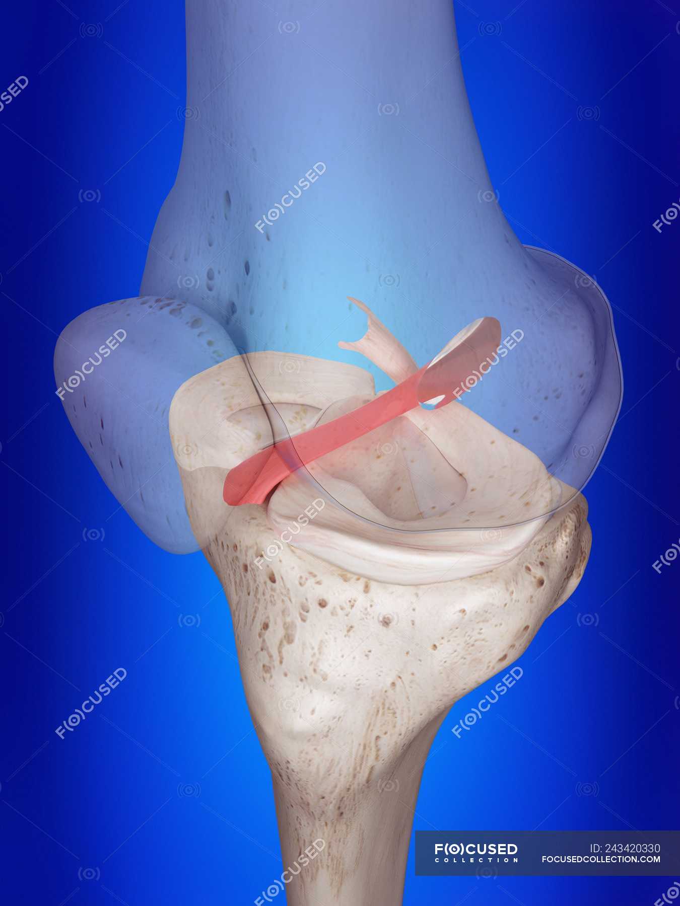 3d-rendered-illustration-of-anterior-cruciate-ligament-in-human