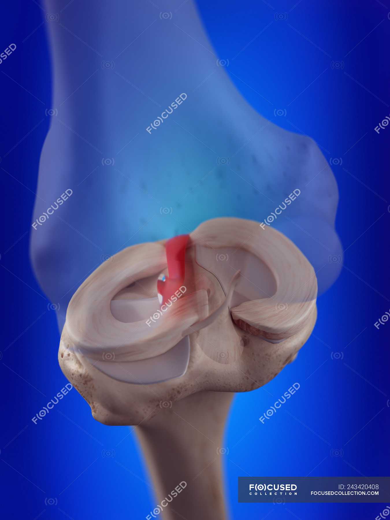 3d rendered illustration of anterior cruciate ligament in human ...