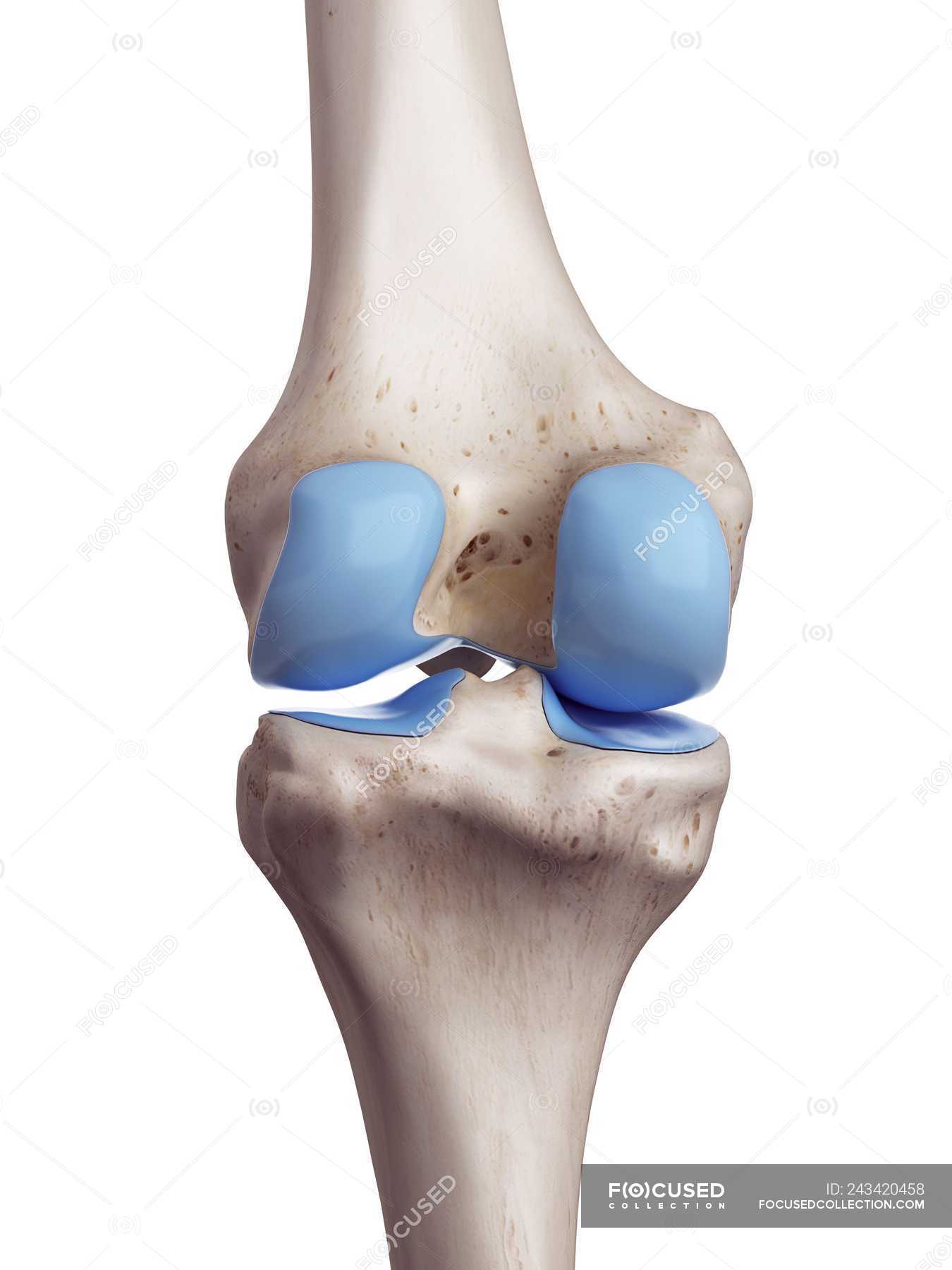 3d rendered illustration of knee cartilage in human skeleton ...