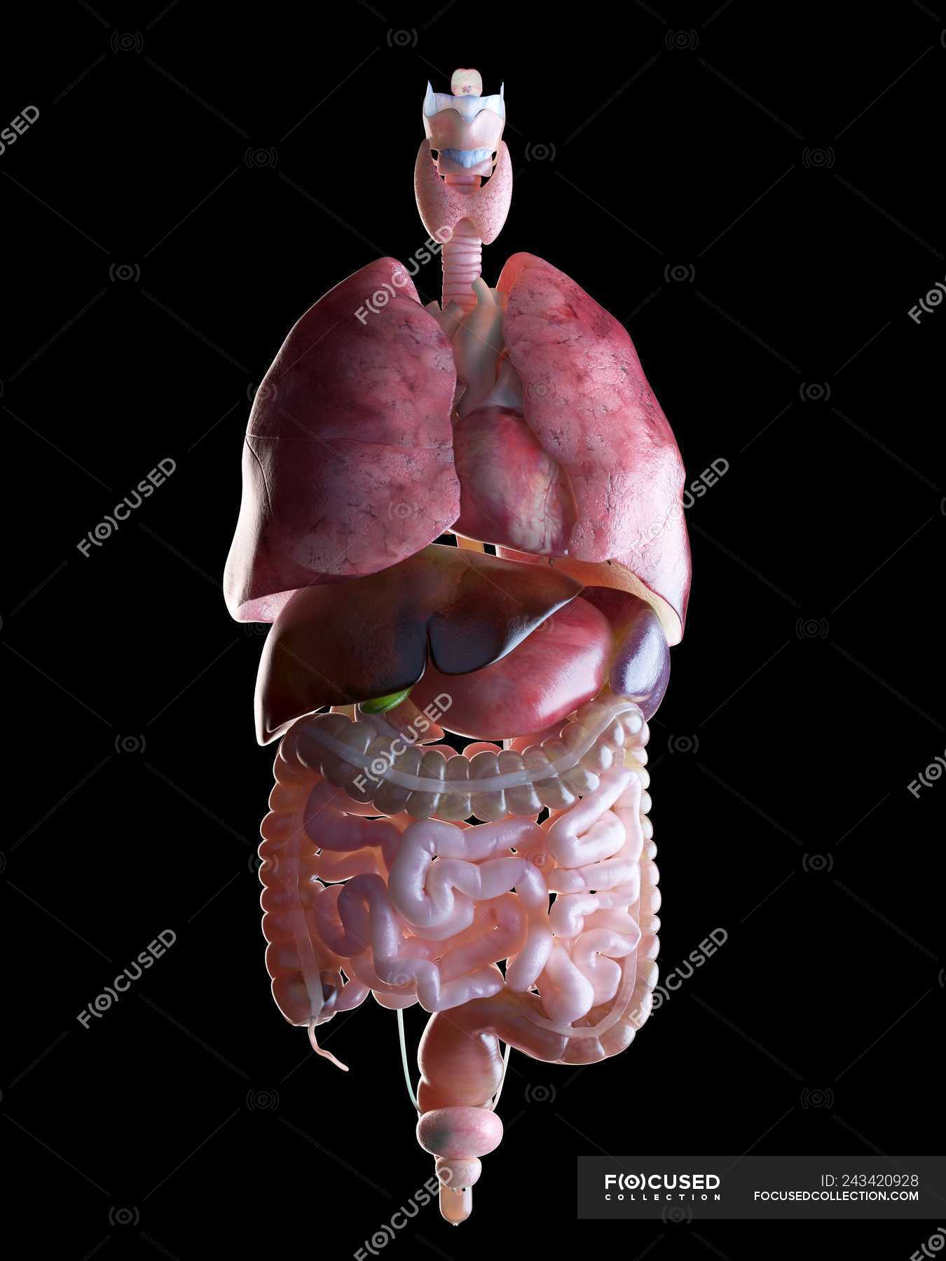 3d rendered illustration of human organs. — Digitally Generated