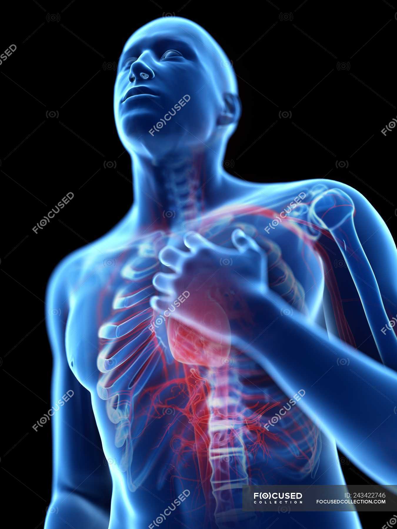 3d rendered illustration of blue silhouette of man with chest pain ...