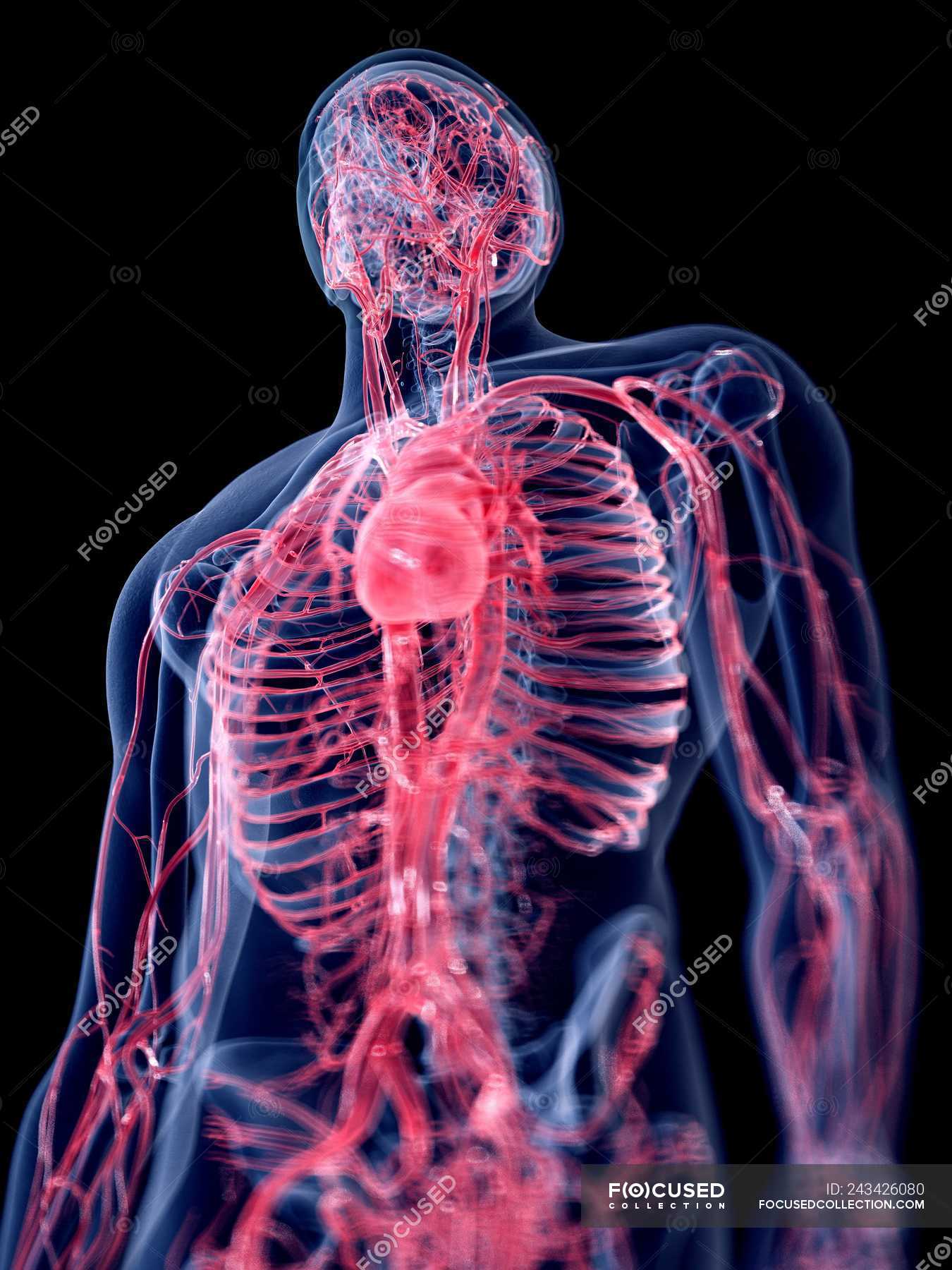 3d Rendered Illustration Of Human Vascular System. — Cardiac, Medicine ...