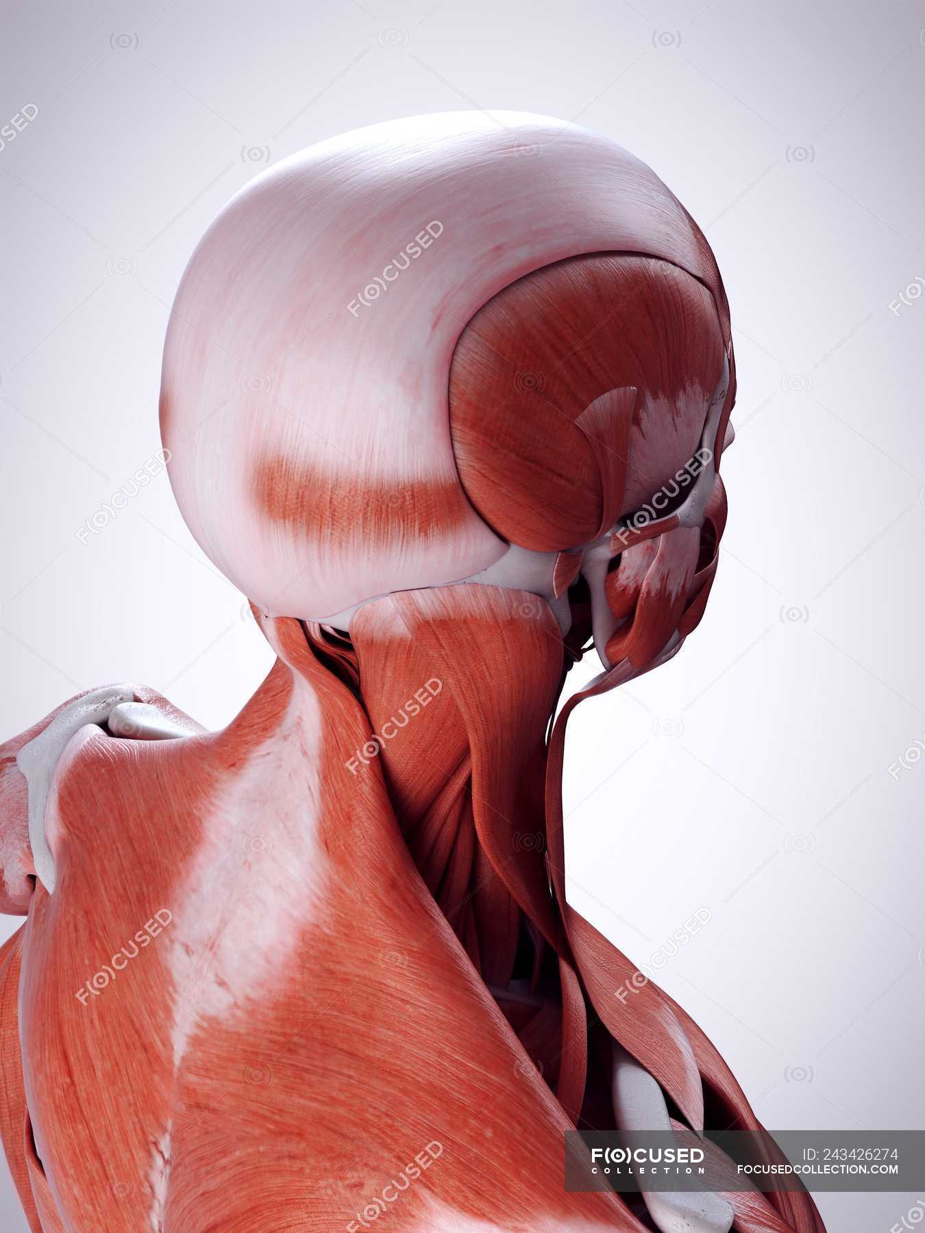 3d Rendered Illustration Of Neck Muscles In Human Body Science Fitness Stock Photo 243426274