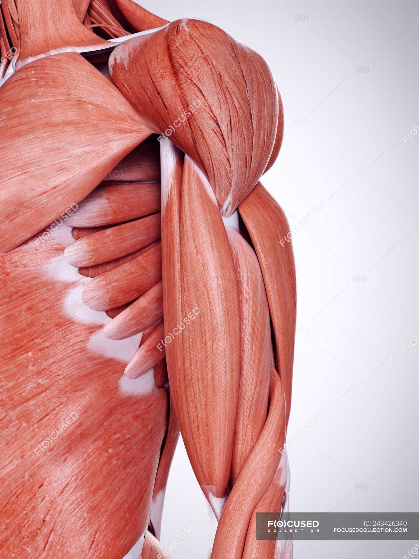 3d rendered illustration of upper arm muscles in human ...