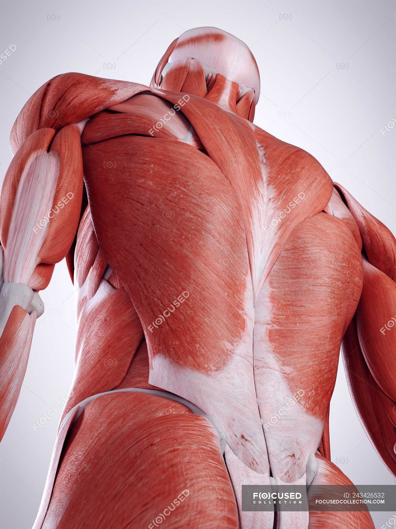 3d Rendered Illustration Of Back Muscles In Human Body Structure Biological Stock Photo 243426532