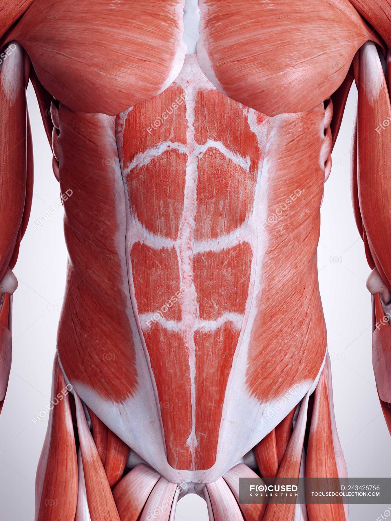 Abdominal Muscles Anatomy
