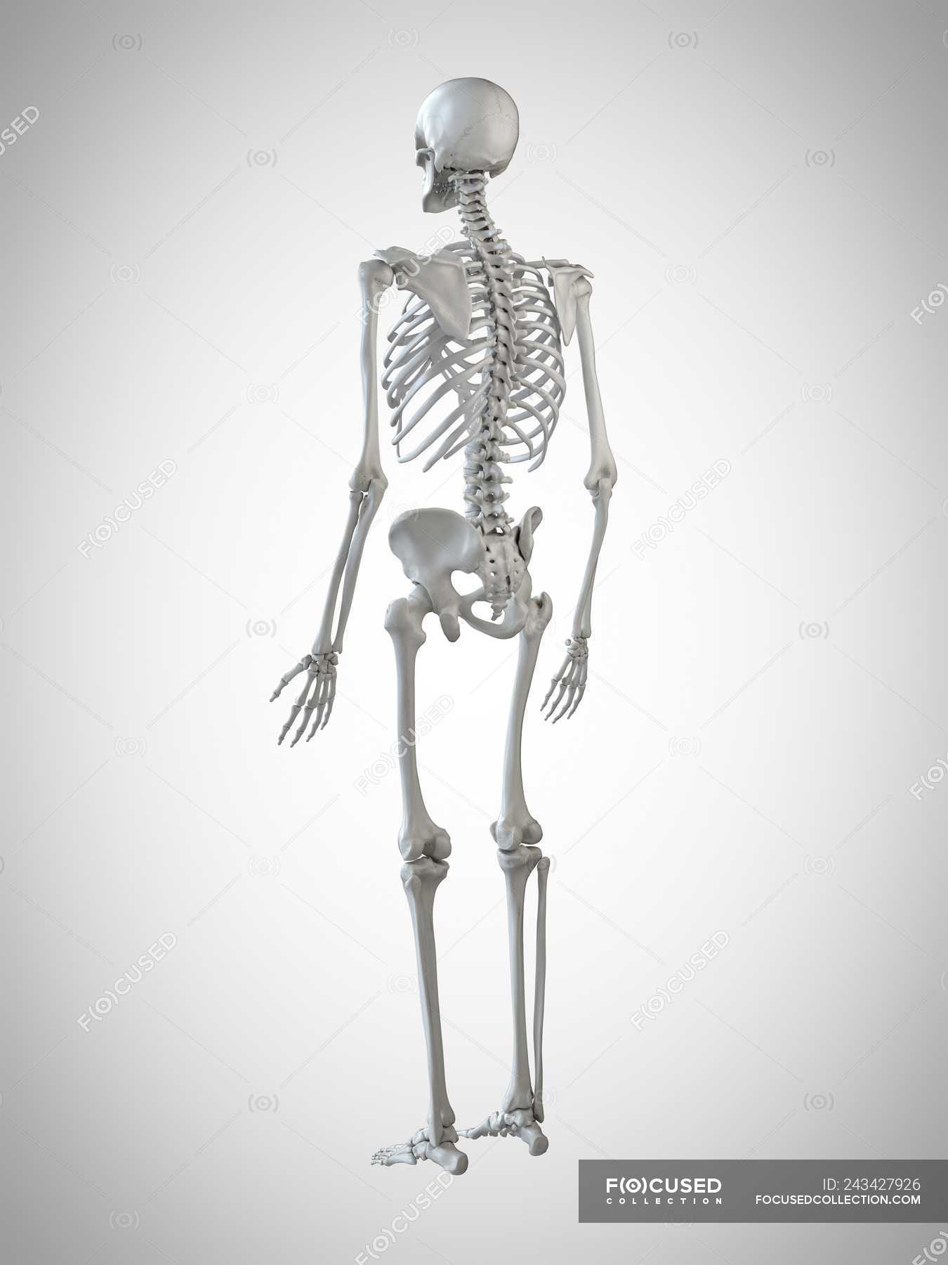 3d rendered illustration of human skeleton on grey background ...