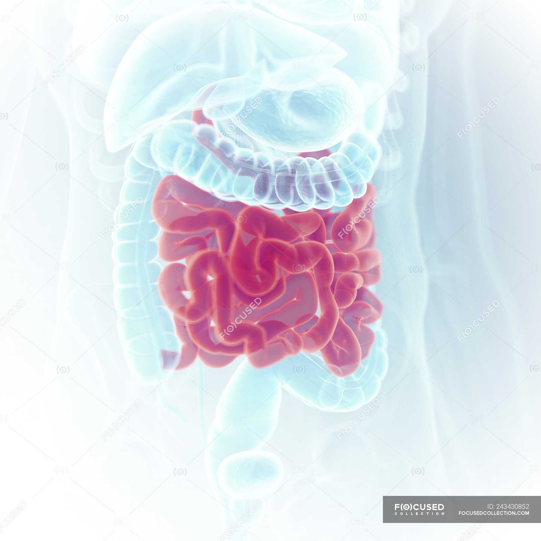 Illustration of small intestine in human body silhouette. — physiology ...