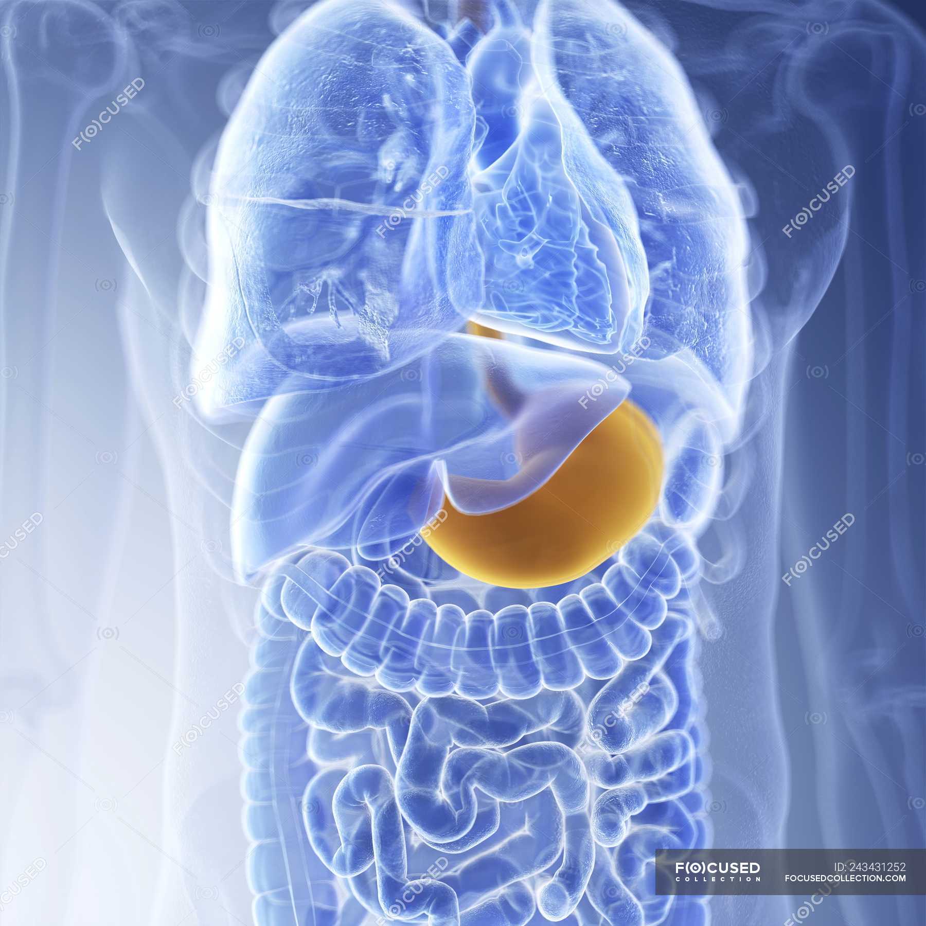 Illustration of stomach in human body silhouette. — anatomy, oesophagus ...