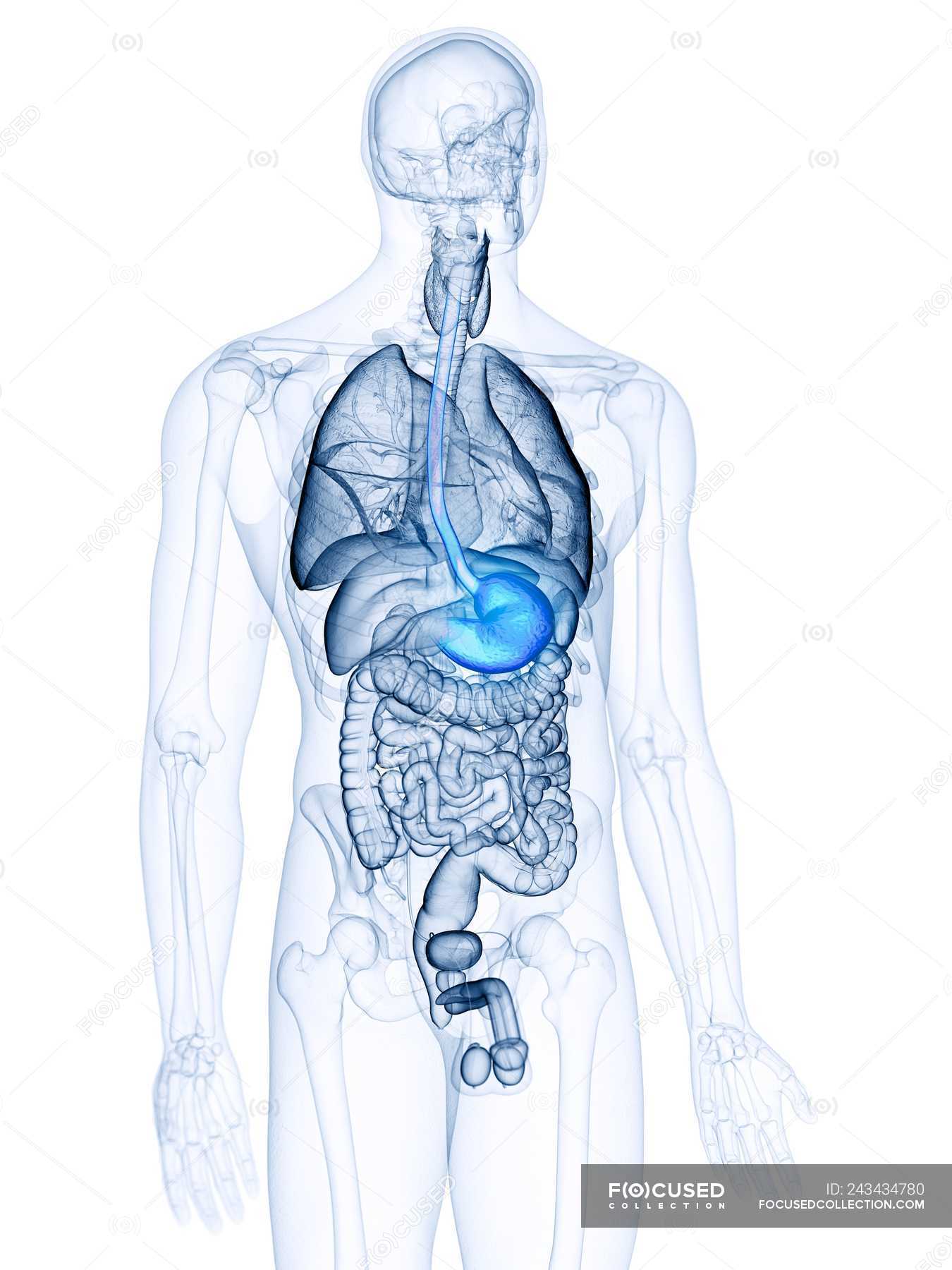 Illustration Of Stomach In Human Body Silhouette Physiology Medicine Stock Photo 243434780