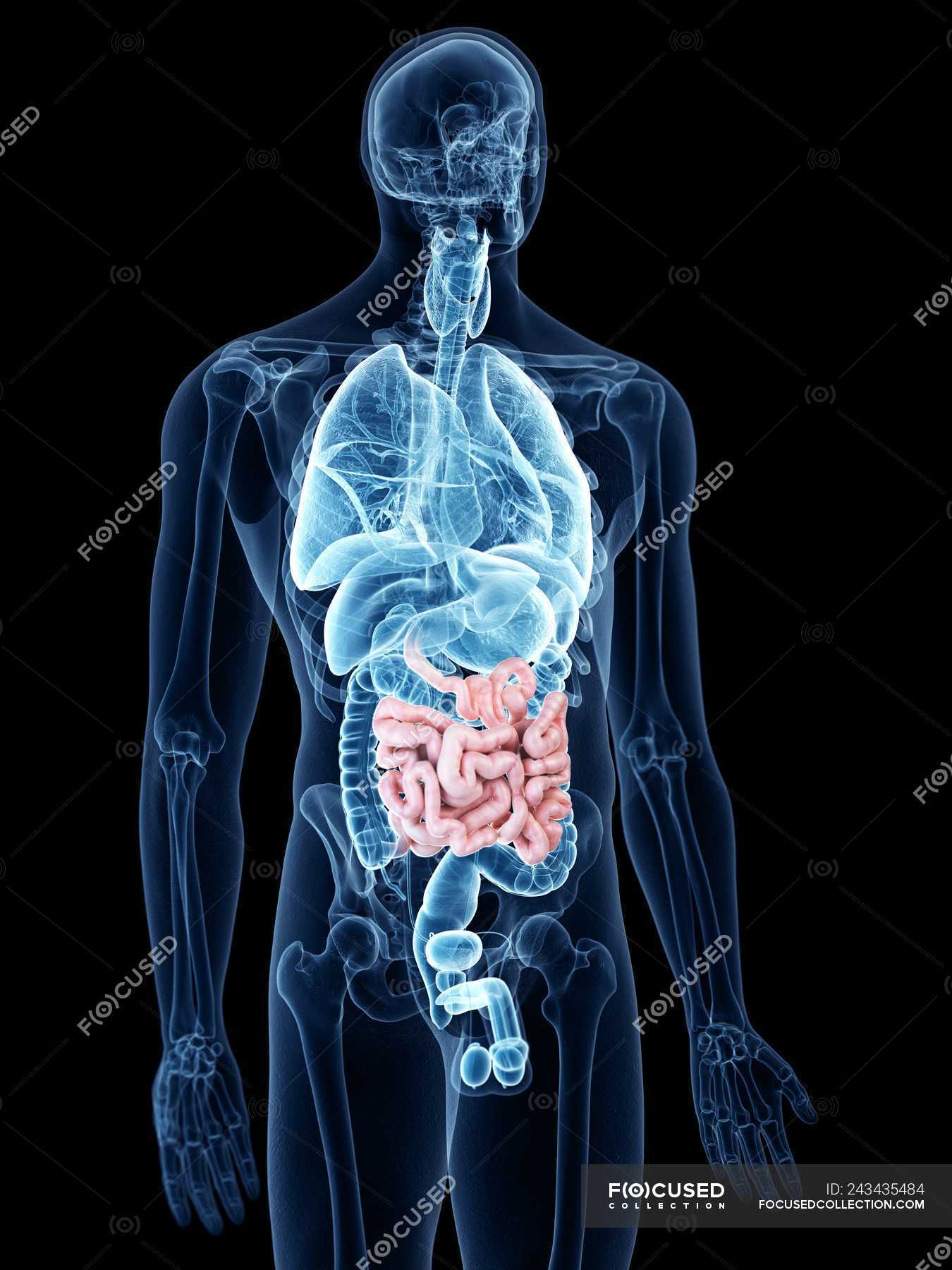 Illustration of small intestine in human body silhouette. — biological ...