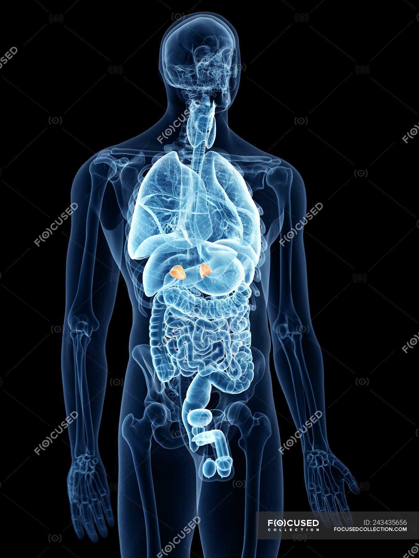 Illustration Of Colored Adrenal Glands In Human Body Silhouette — Organs Healthcare Stock 