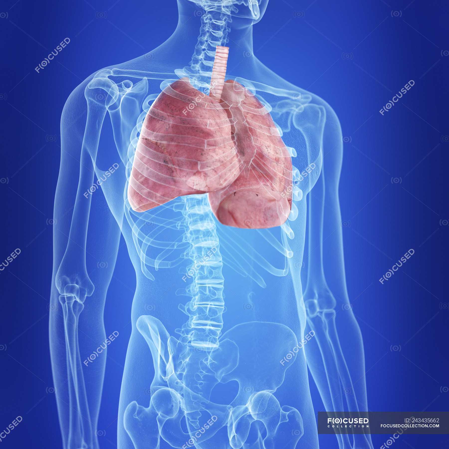 Illustration of human lungs in body silhouette. — 3d, internal - Stock ...