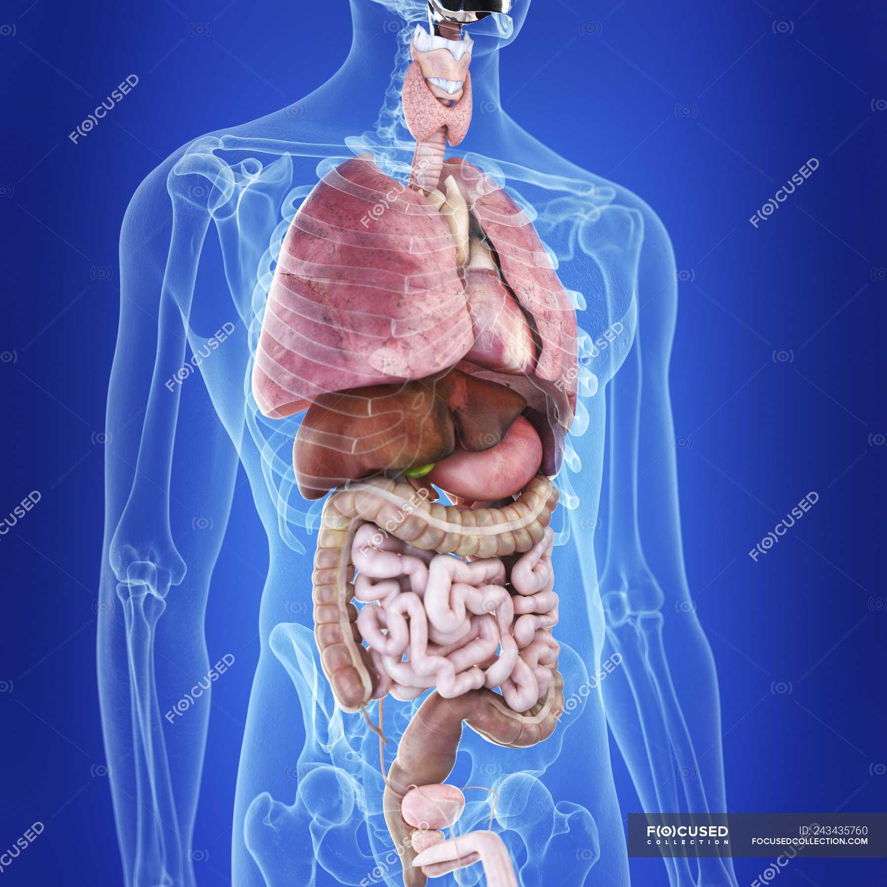 itme Jeneratör kalanlar  Illustration of human organs in body silhouette. — intestine, Digitally  Generated - Stock Photo | #243435760