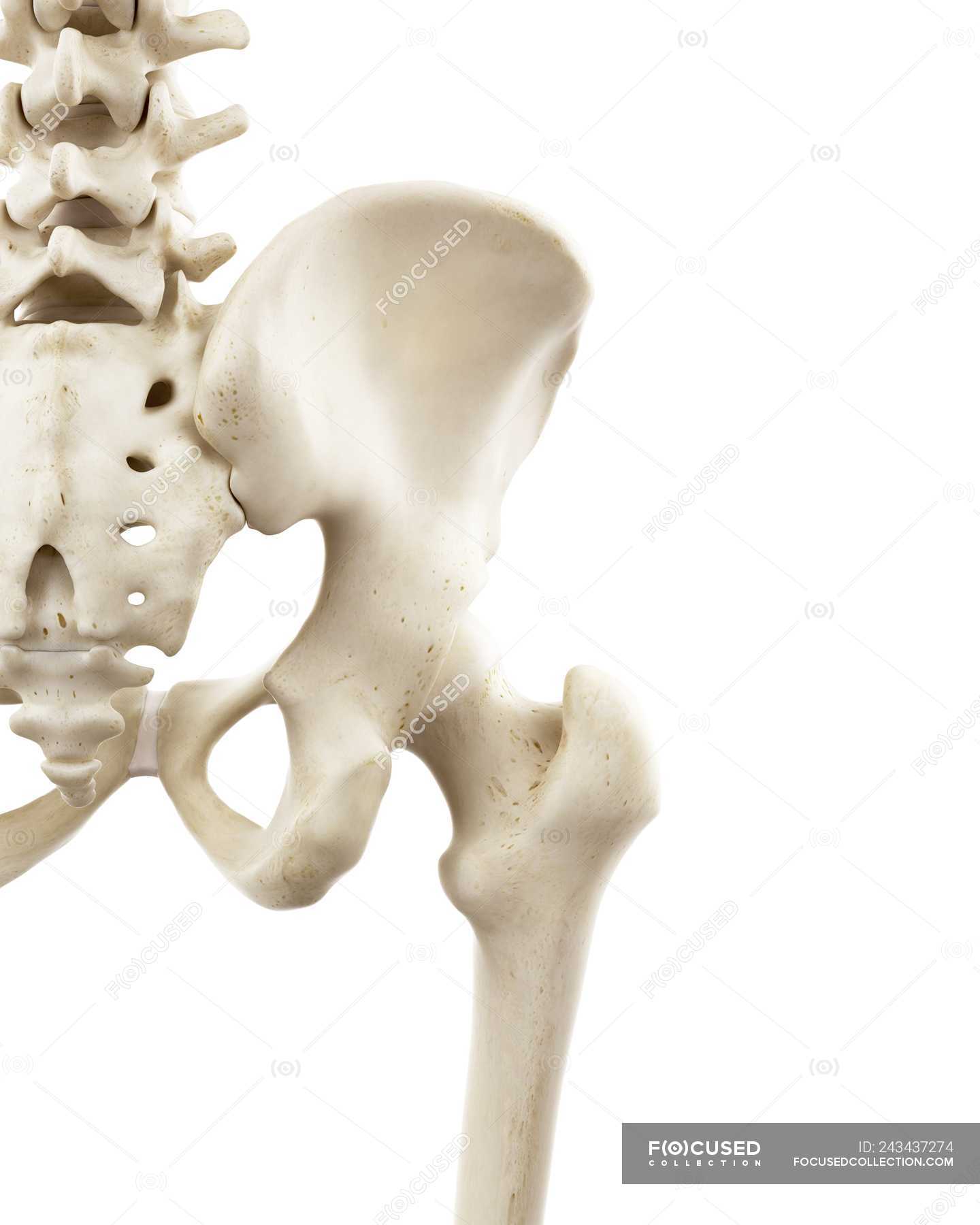 Illustration of human hip bones on white background. — sacrum, pelvis ...