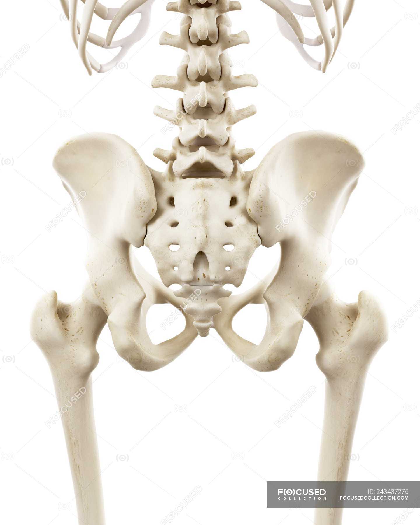 Illustration of human hips bones on white background. — medicine, ilium ...