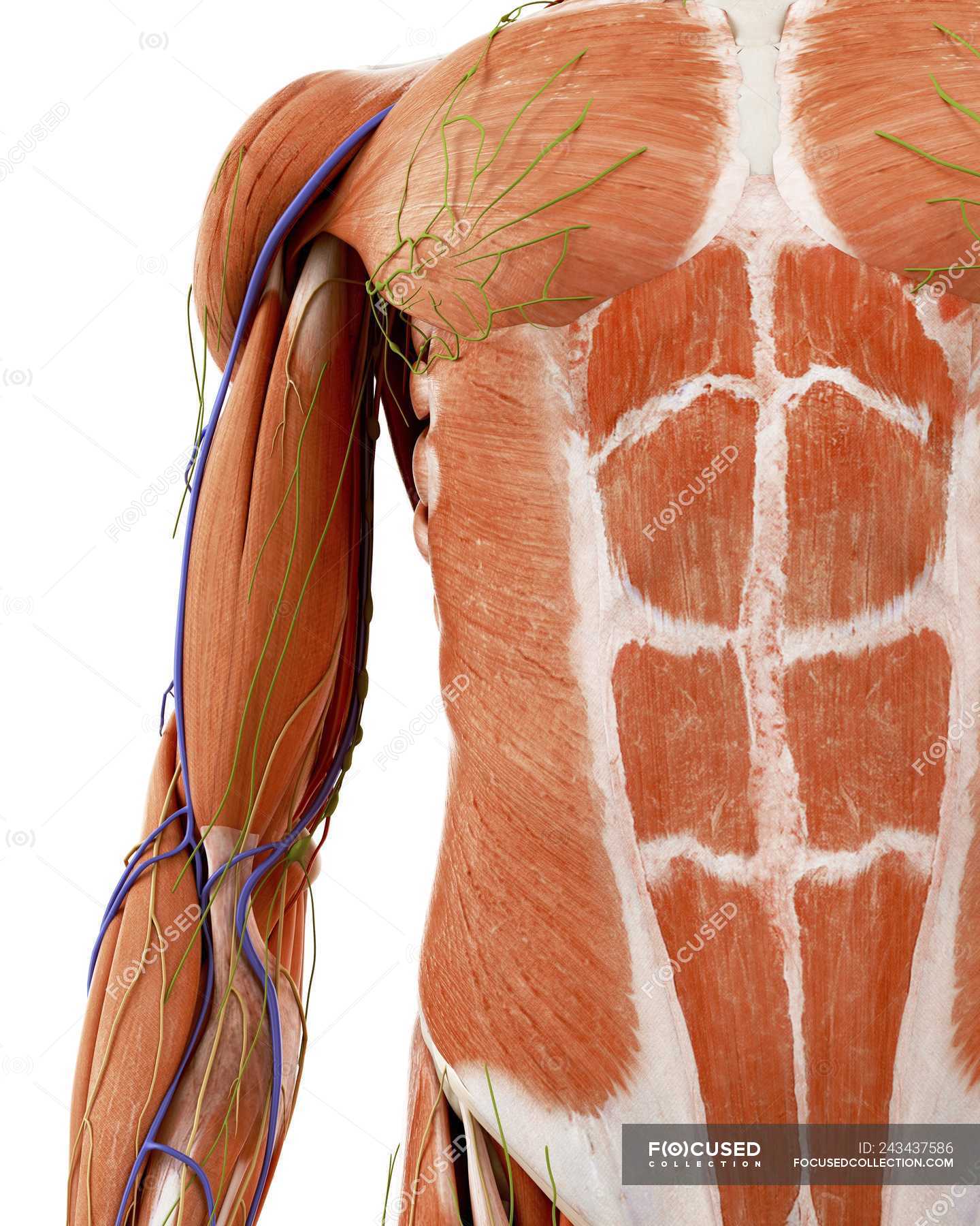Illustration of human upper arm anatomy on white background. — elbow