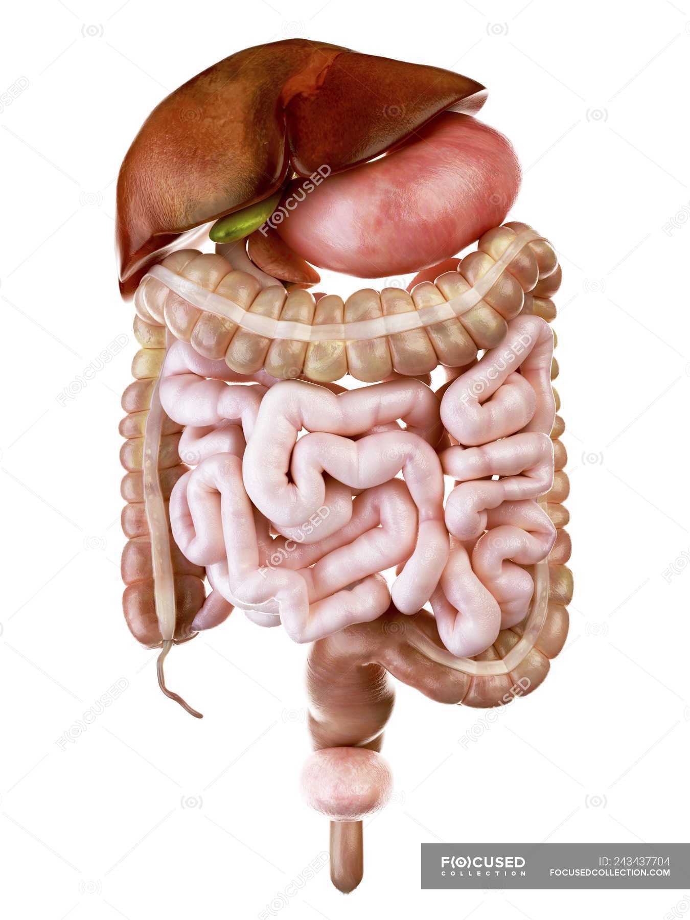 Illustration of human digestive system on white background. — health ...