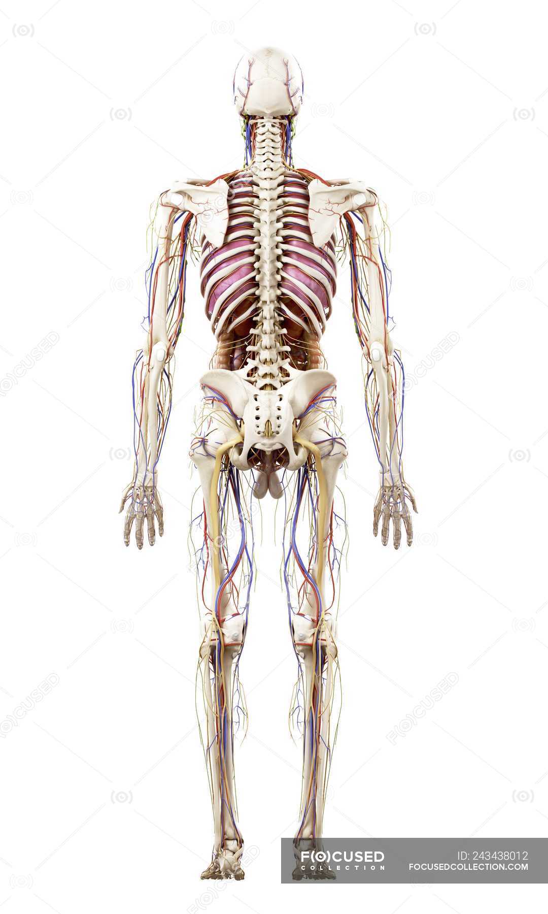Illustration of human anatomy on white background. — graphic, education ...
