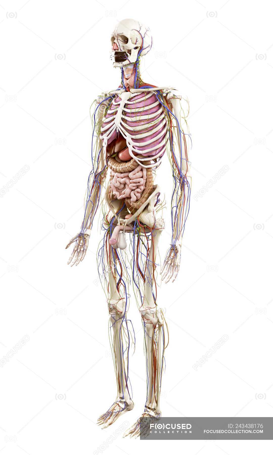 Illustration of human anatomy on white background. — skeletal, male ...