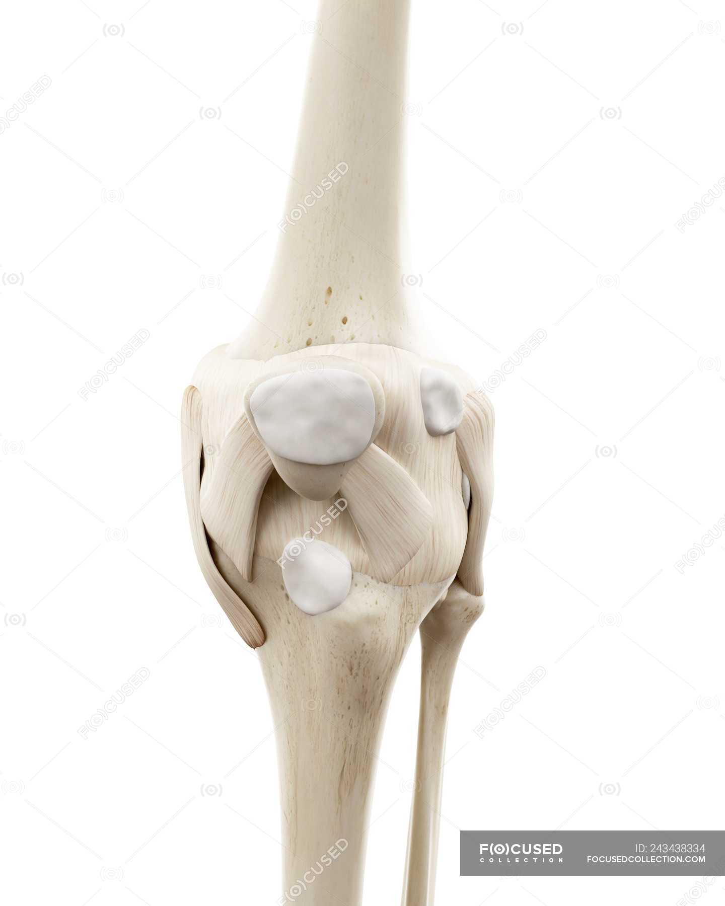 Illustration of human knee bones on white background. — medical ...