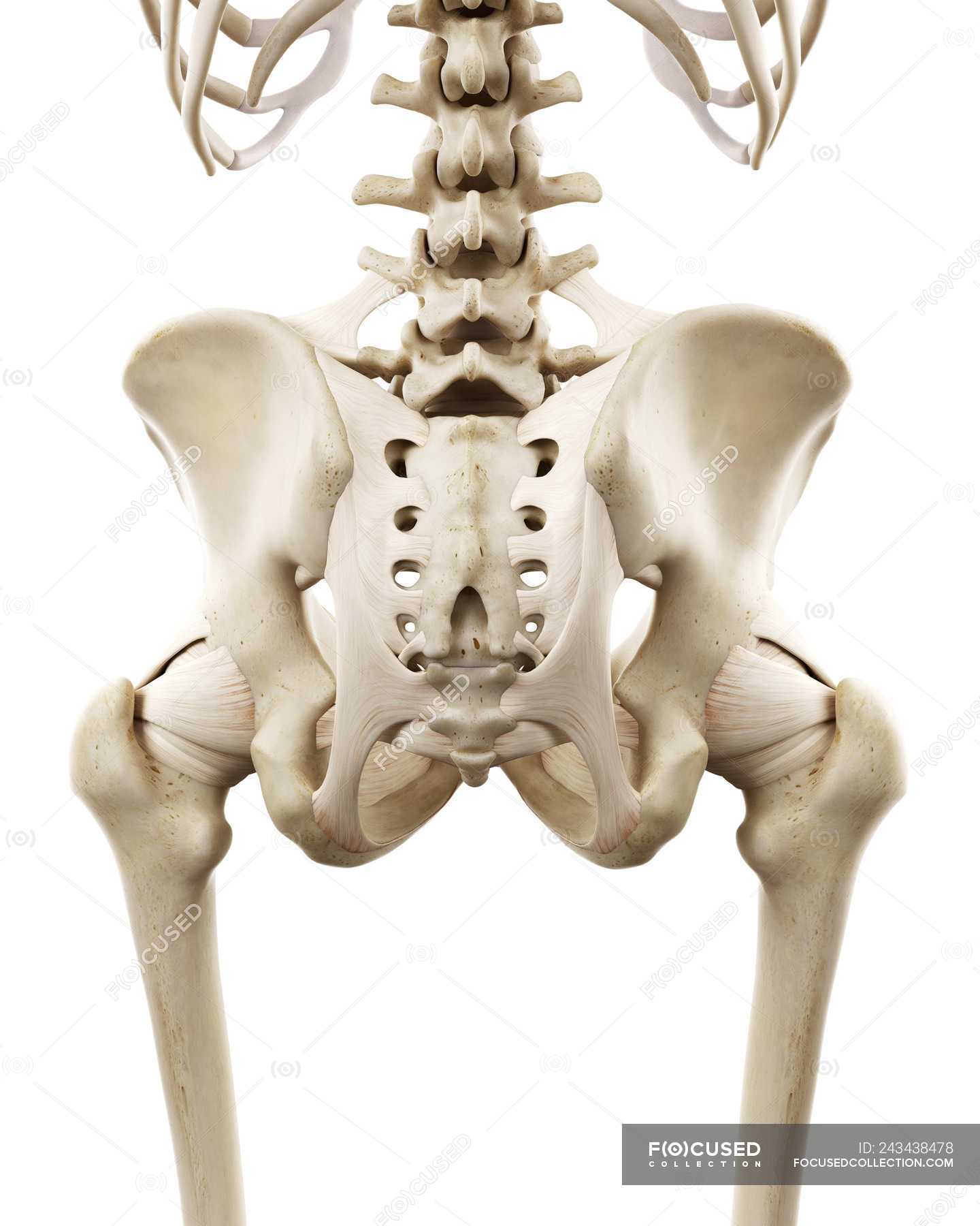 Illustration of human hips bones on white background. — anatomical ...