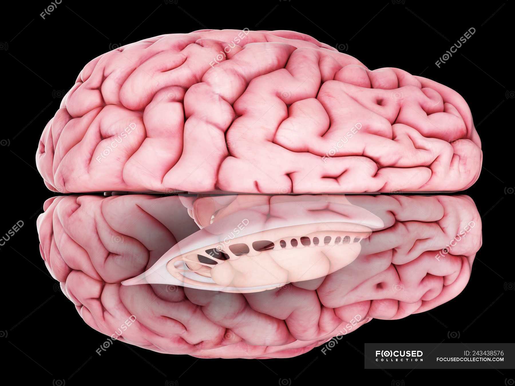 Illustration Of Realistic Human Brain Anatomy On Plain Background