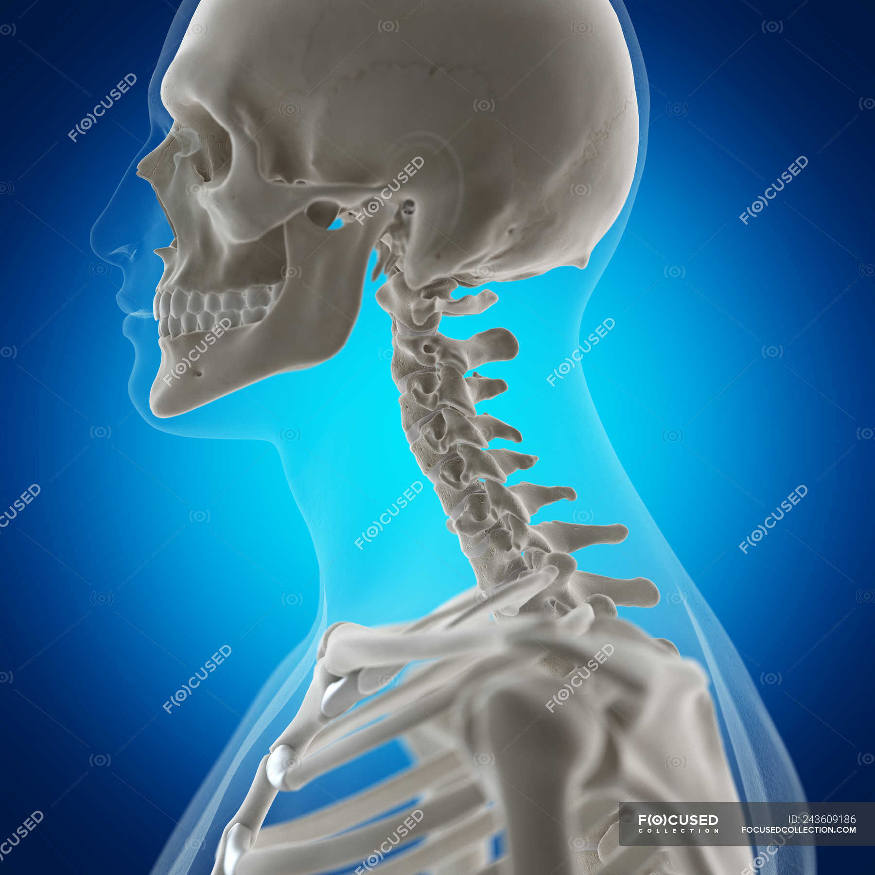 Back Neck Bones Human