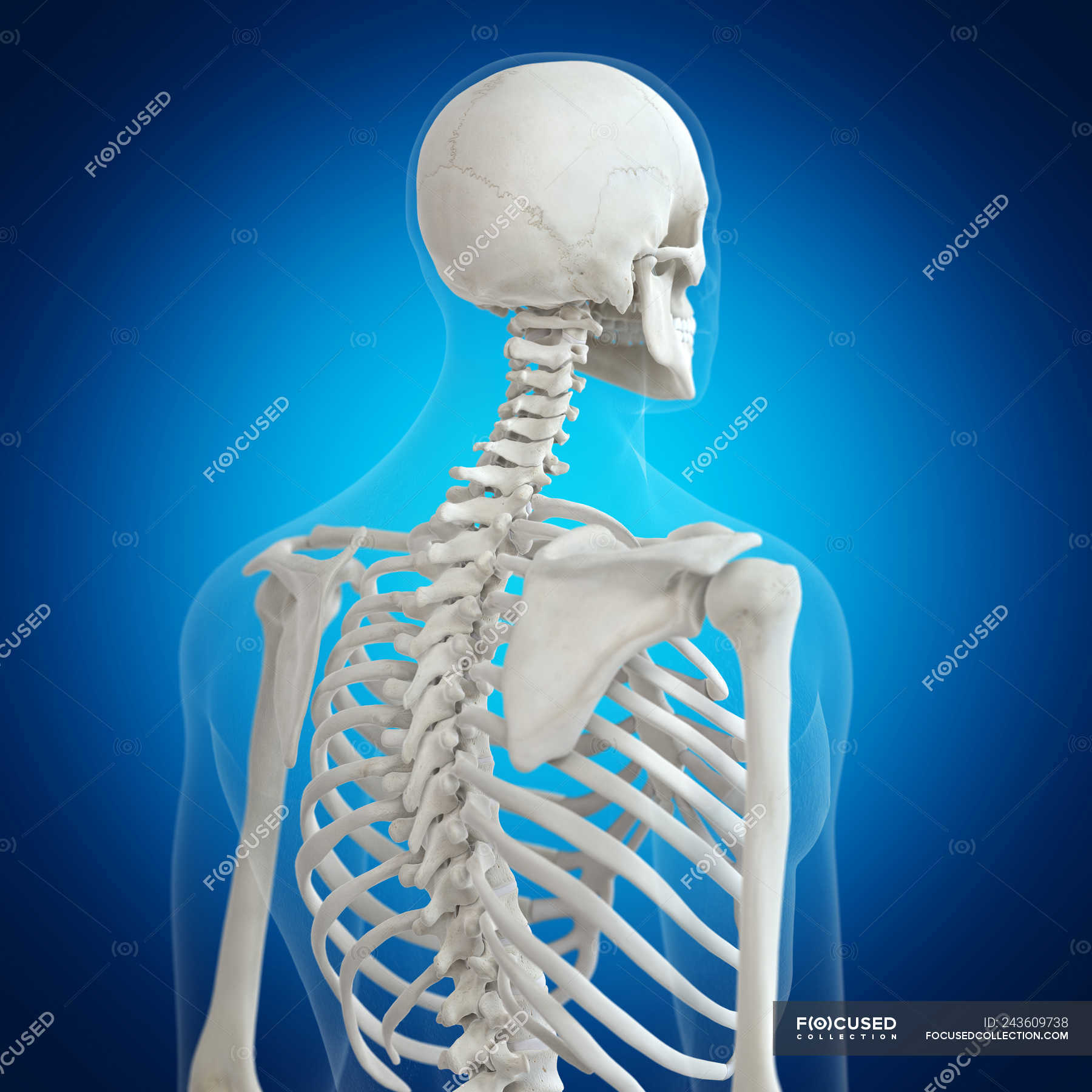 Back Bones Human : Free Anatomy Quiz The Joints Of The Skeleton Back