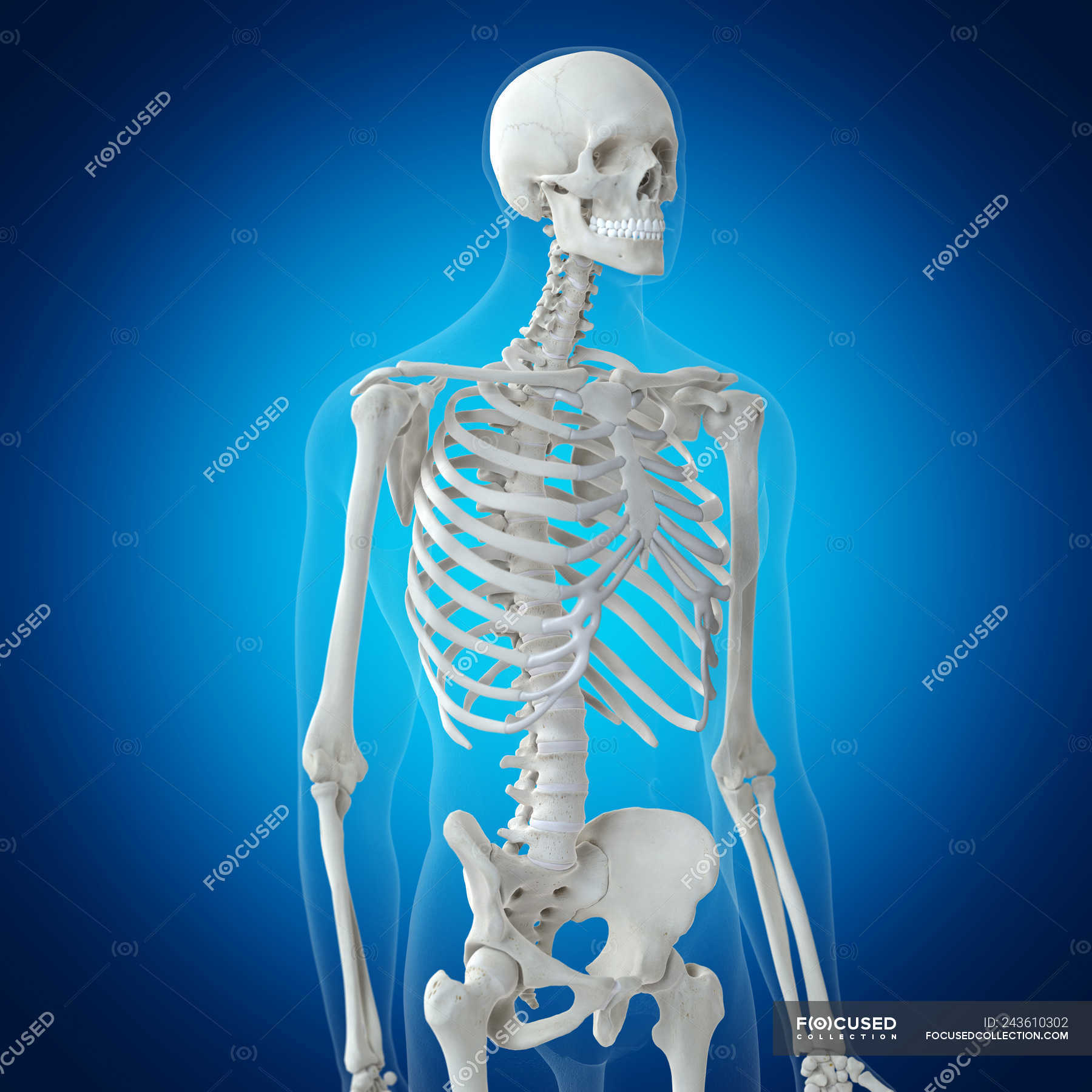 Включи скелет 3. Скелет человека на синем фоне. Скелет человека с толстой костью. Синий человечек скелет. Скелет человека с легкими.