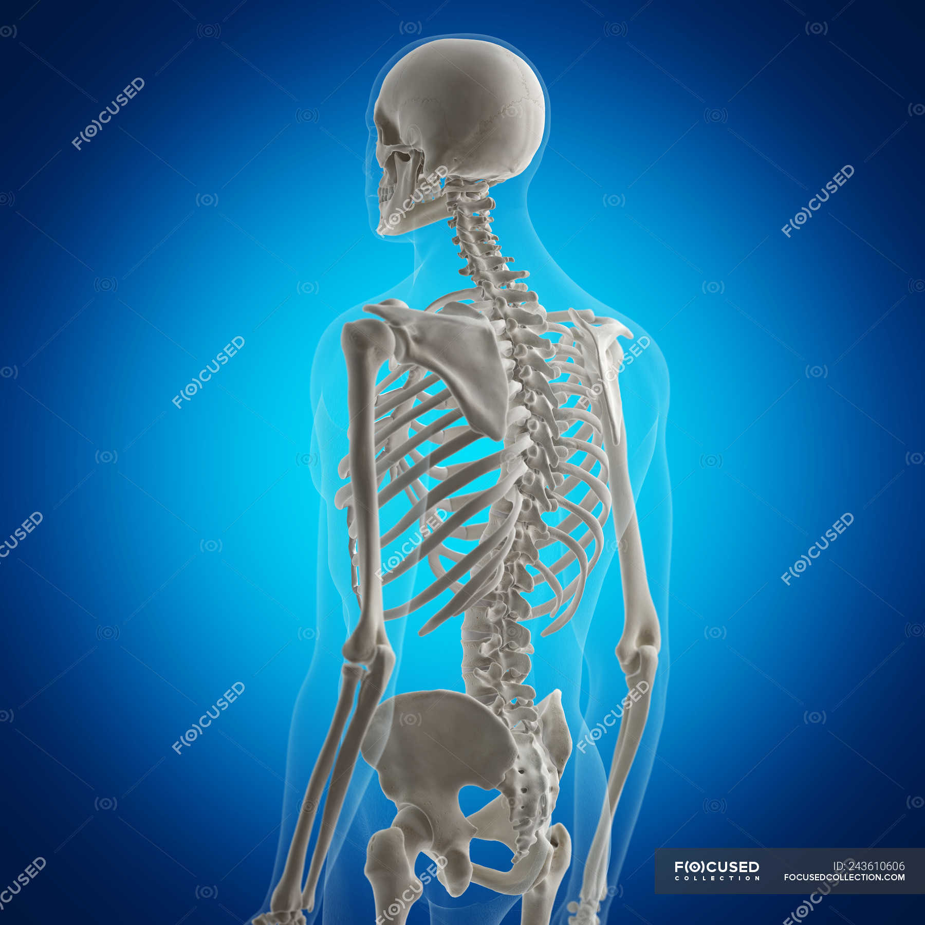 Illustration Of Back Bones In Human Skeleton On Blue Background Health Vertebral Column Stock Photo 243610606