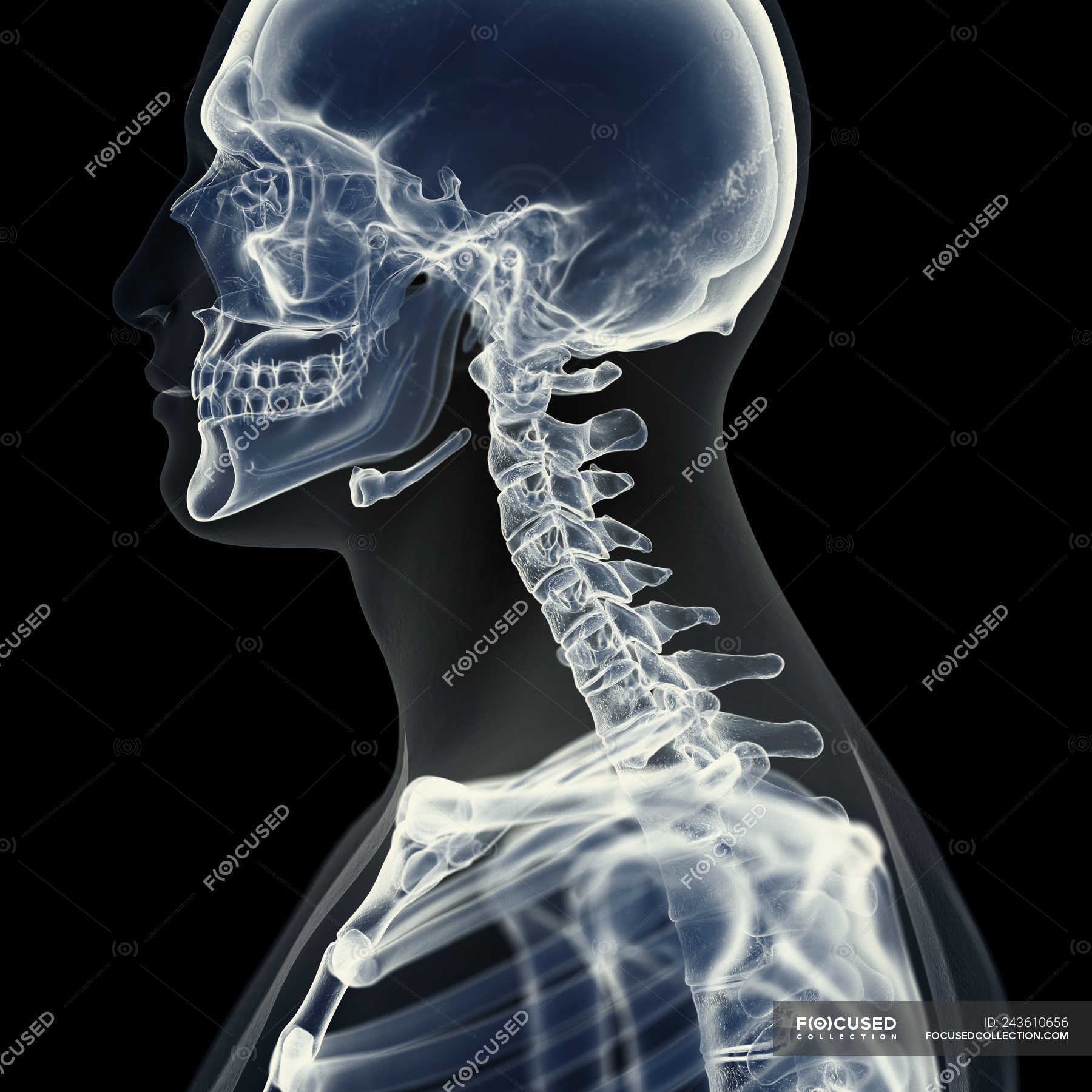 human spine neck