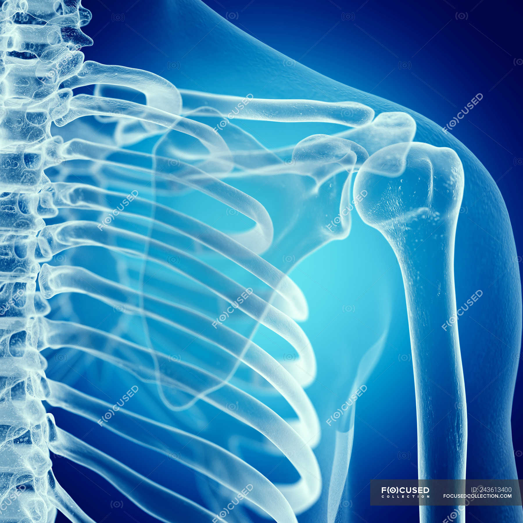 Illustration of shoulder joint in human skeleton on blue background ...