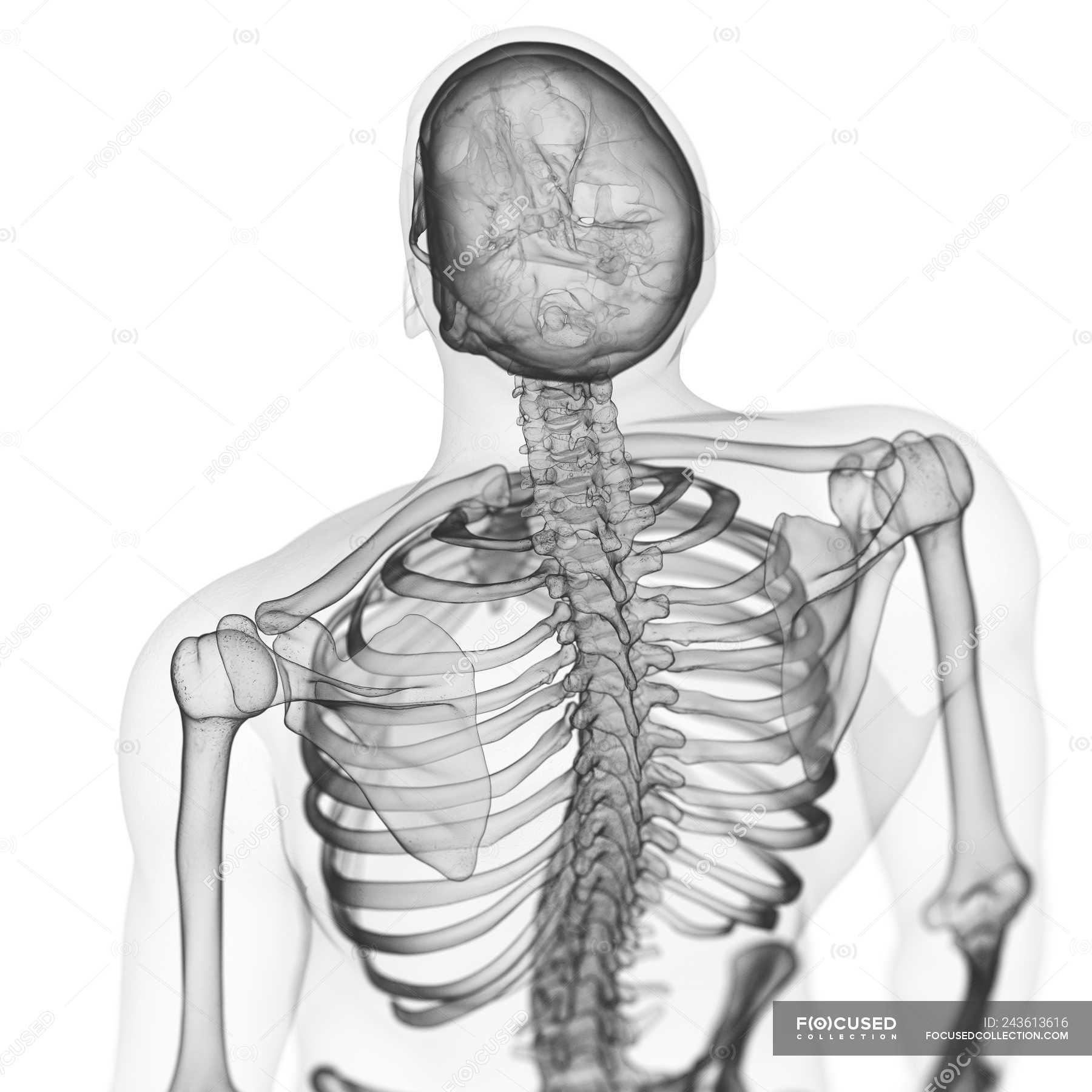Skeleton Human Back Bones - Vector Back Of A Man With A Skeleton Red