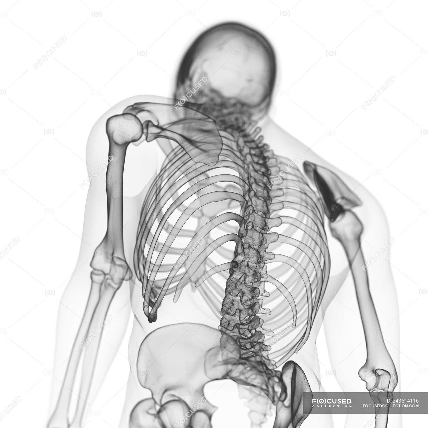 Illustration of back bones in human skeleton on white ...