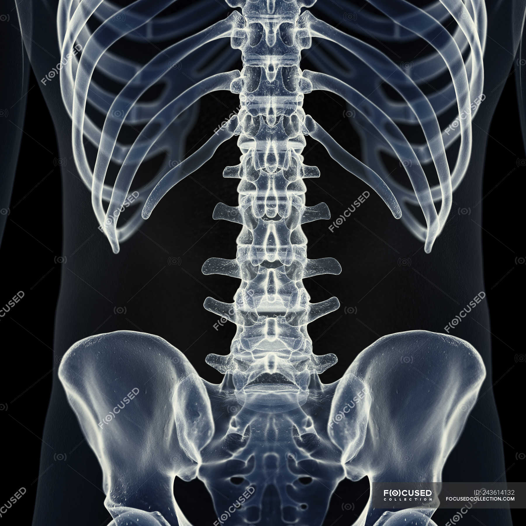 Illustration of lumbar spine in human skeleton. — body, black ...