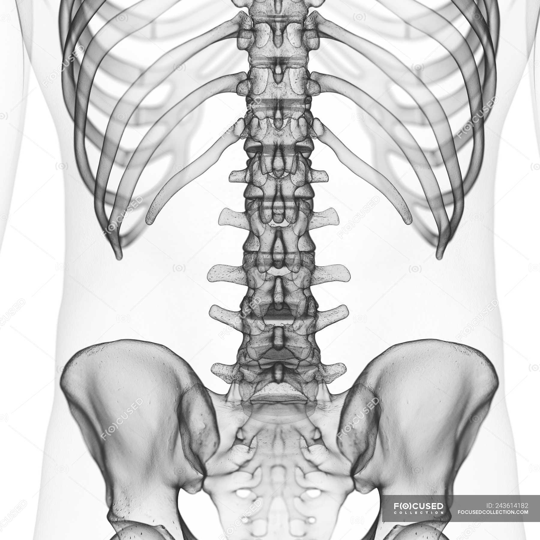 Поясничный скелет. Поясничный отдел позвоночника рентген анатомия. Скелет позвоночника человека. Поясница скелет. Поясничный отдел позвоночника рисунок.