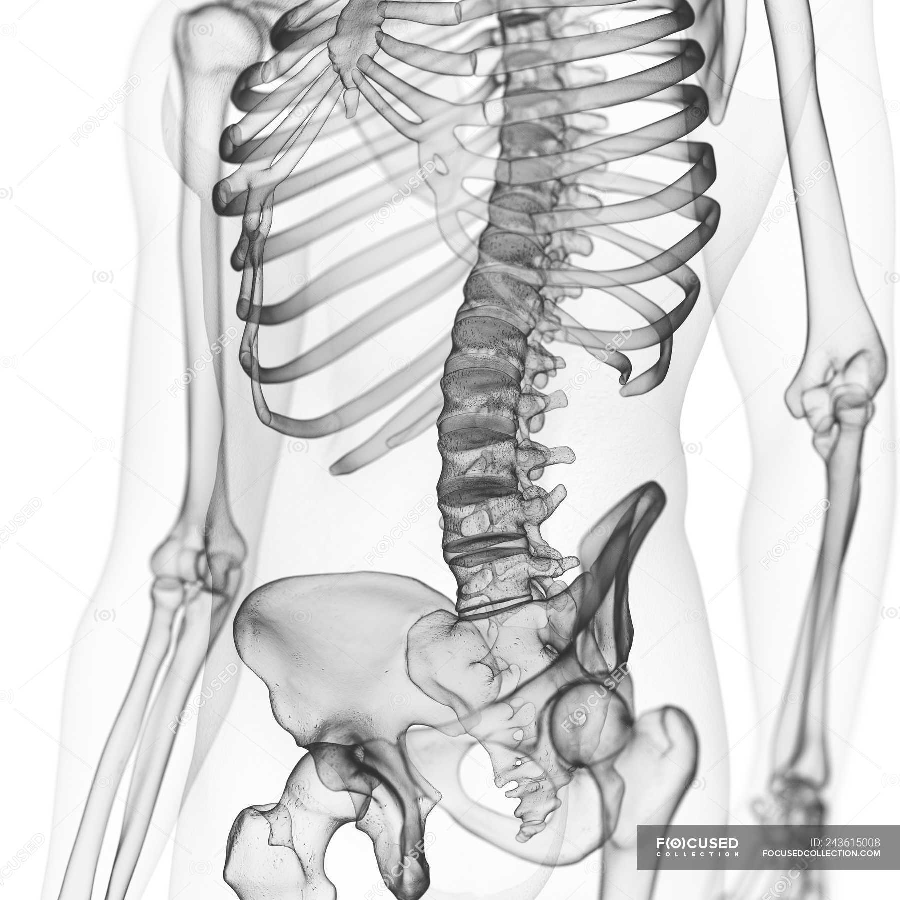 Скелет человека спина. Скелет со спины. Позвоночник рисунок. Позвоночник векторный. Скелет человека поясничный отдел.