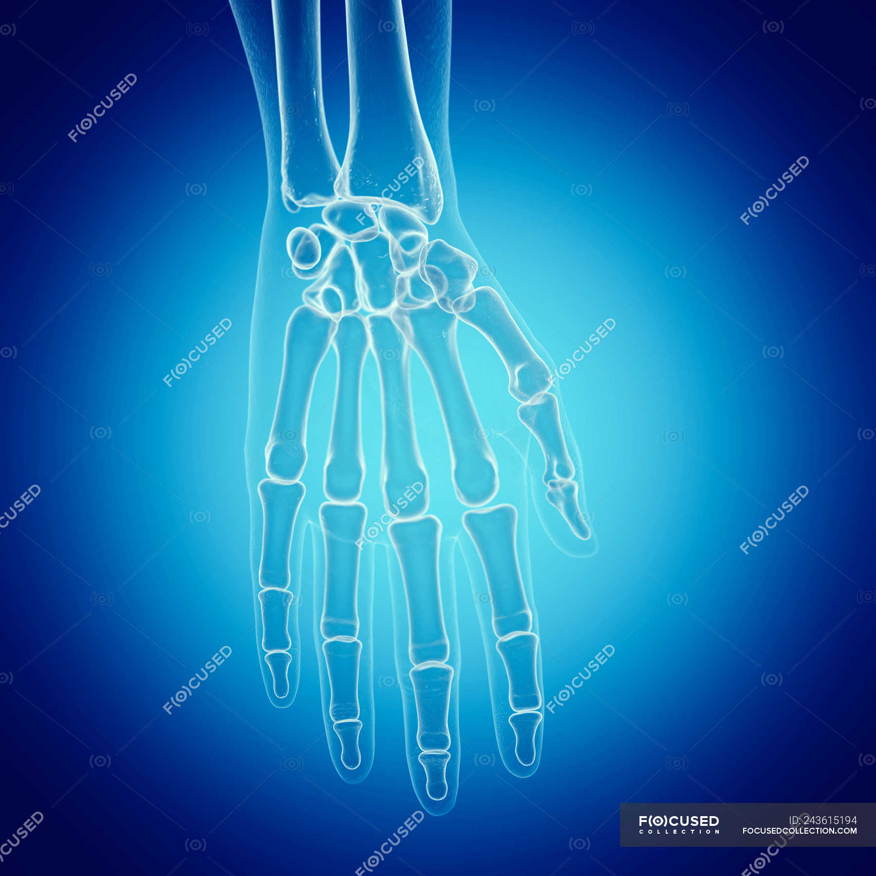 Beyond The Bones Symbolic Meanings Of The Skeleton Hand - cvus9ab