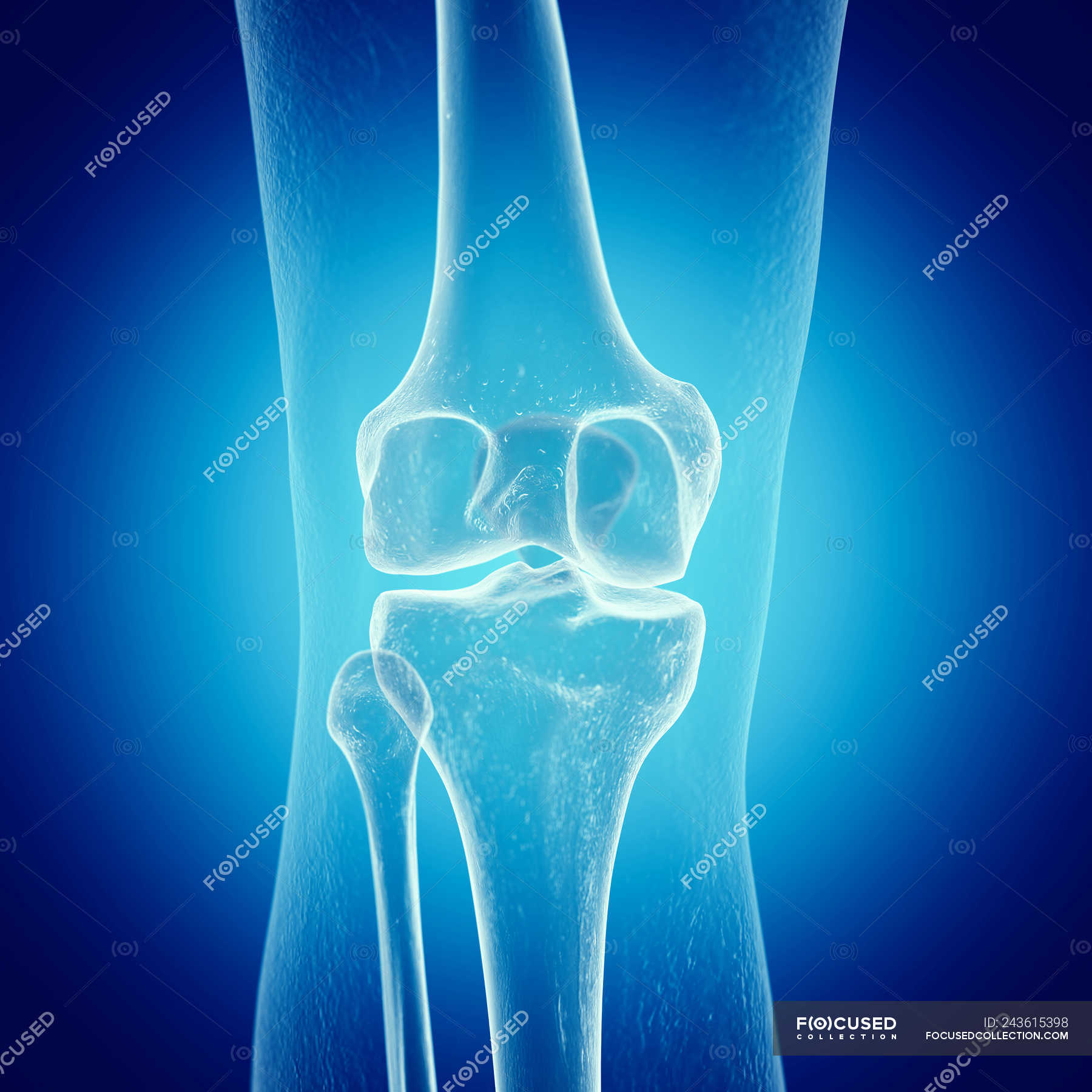 Illustration of knee bones in human skeleton on blue background ...