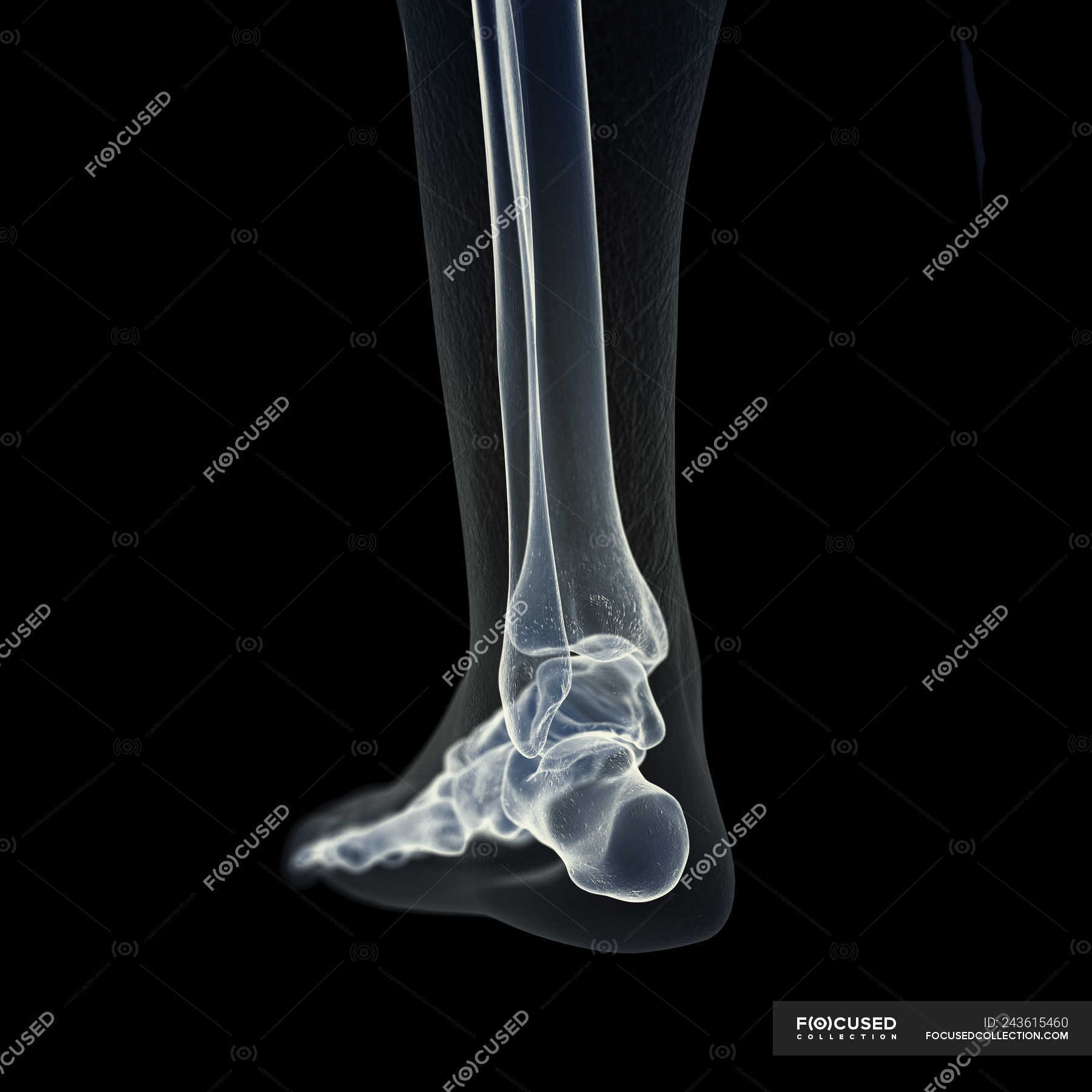 Illustration of foot bones in human skeleton. — system, medicine ...