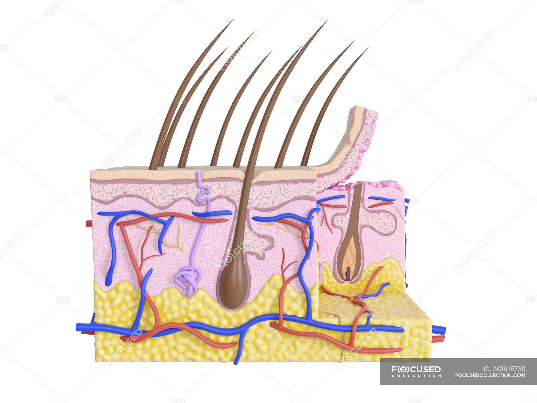 Illustration of human skin anatomy on white background. — tissue ...