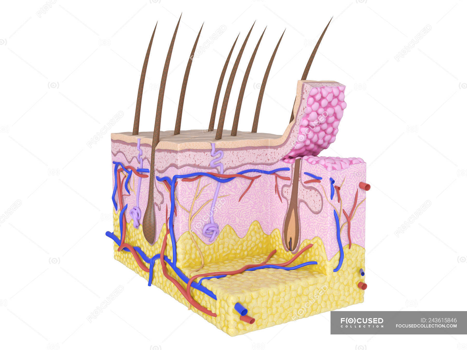 Illustration of human skin anatomy on white background. — layers ...