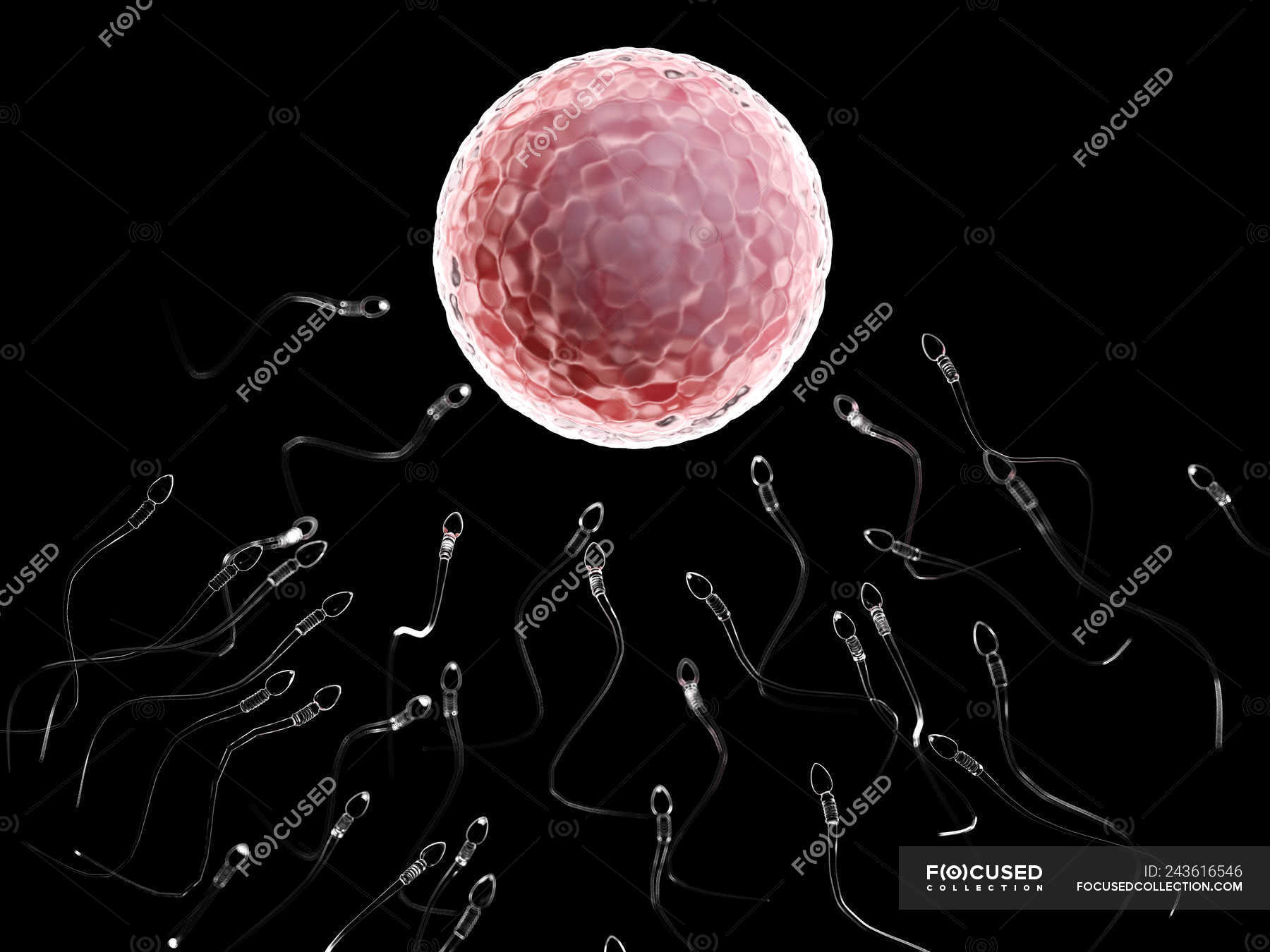 Human Egg Cell And Sperm