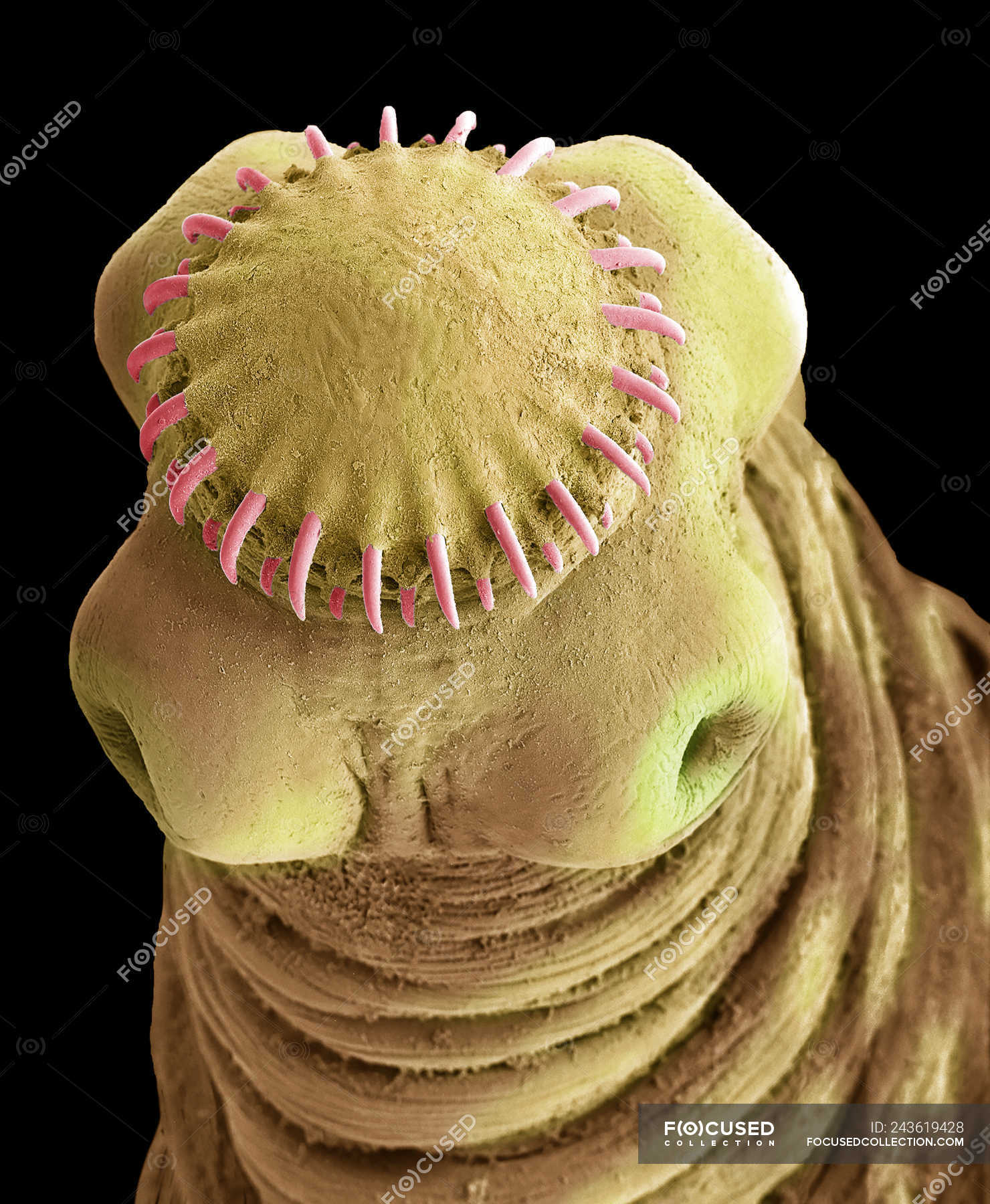Scanning electron micrograph of head of pork tapeworm intestinal parasite. — biological, animal