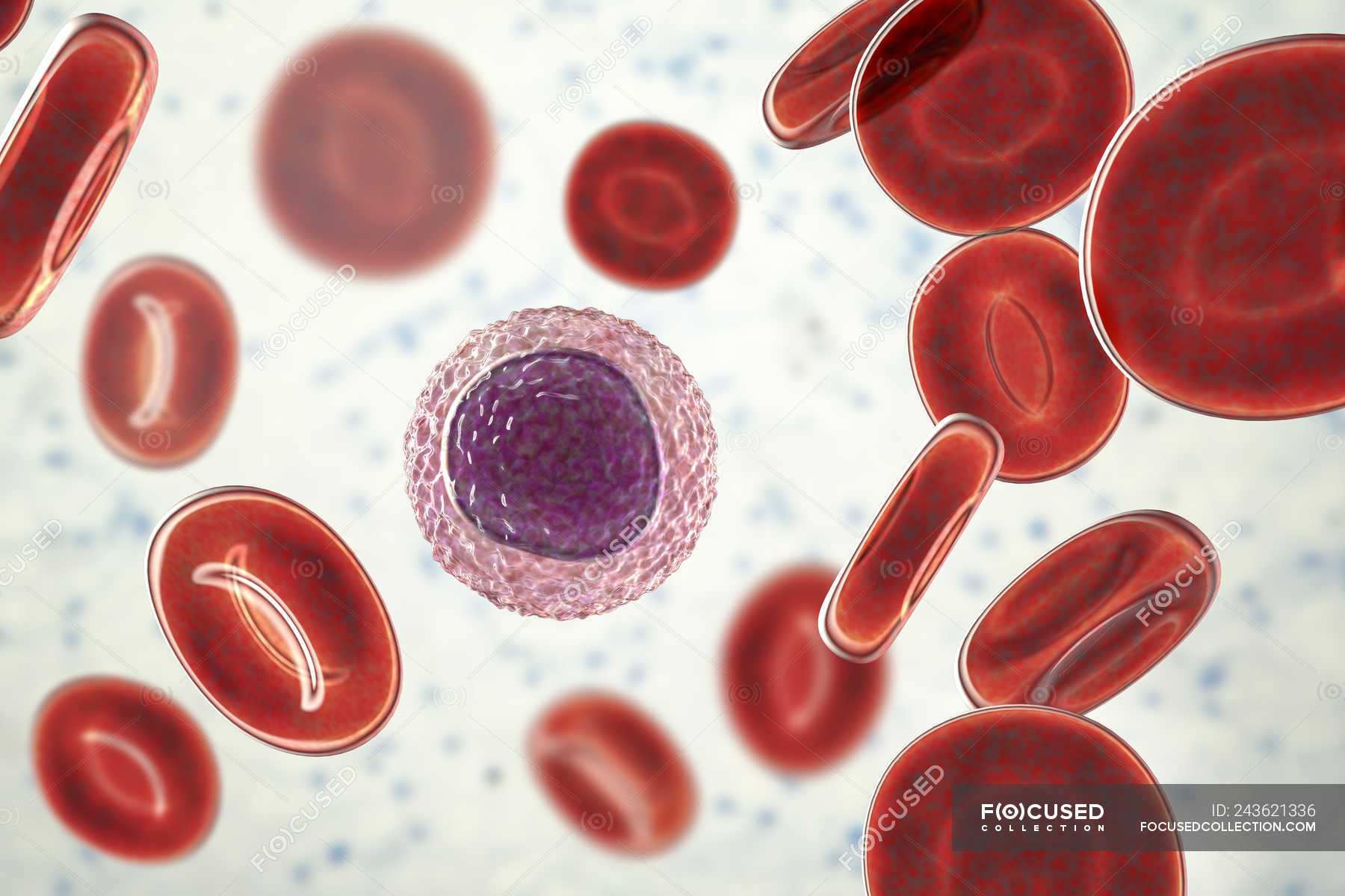 lymphocyte-white-blood-cell-in-blood-smear-digital-illustration