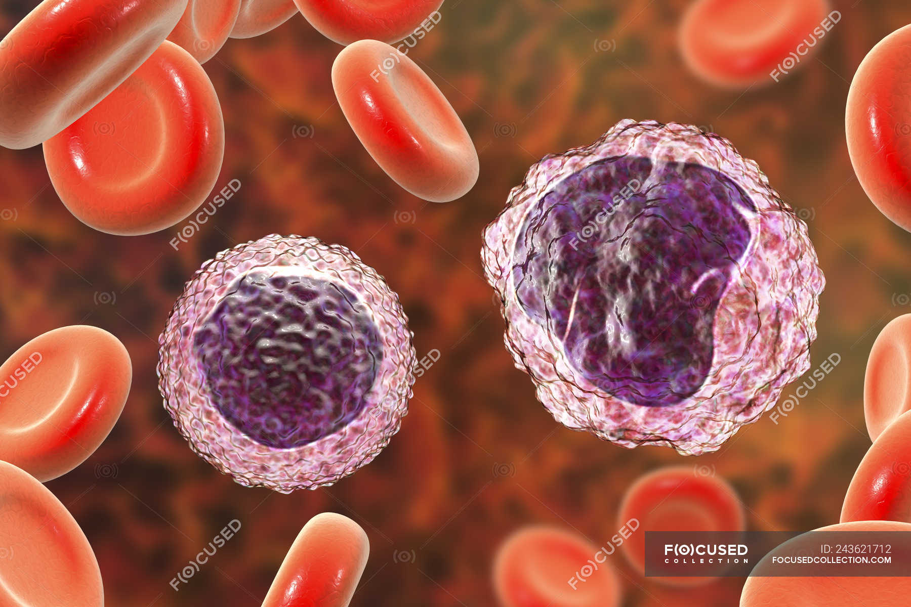 Эритроциты макрофаги. Лимфоциты цитология. Лимфоциты 3д. Клетки периферической крови. Лимфоциты периферической крови человека.