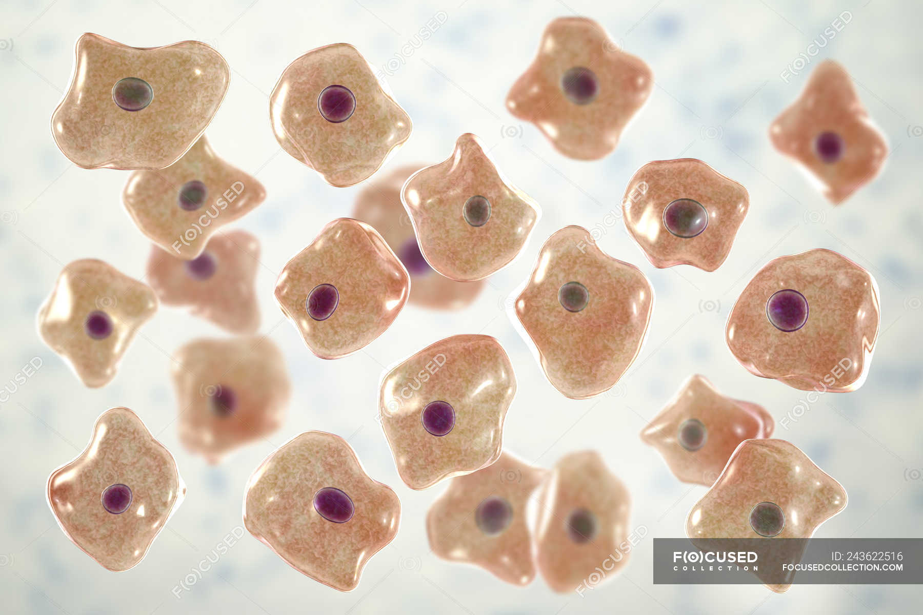 Squamous Epithelial Cheek Cells Labeled