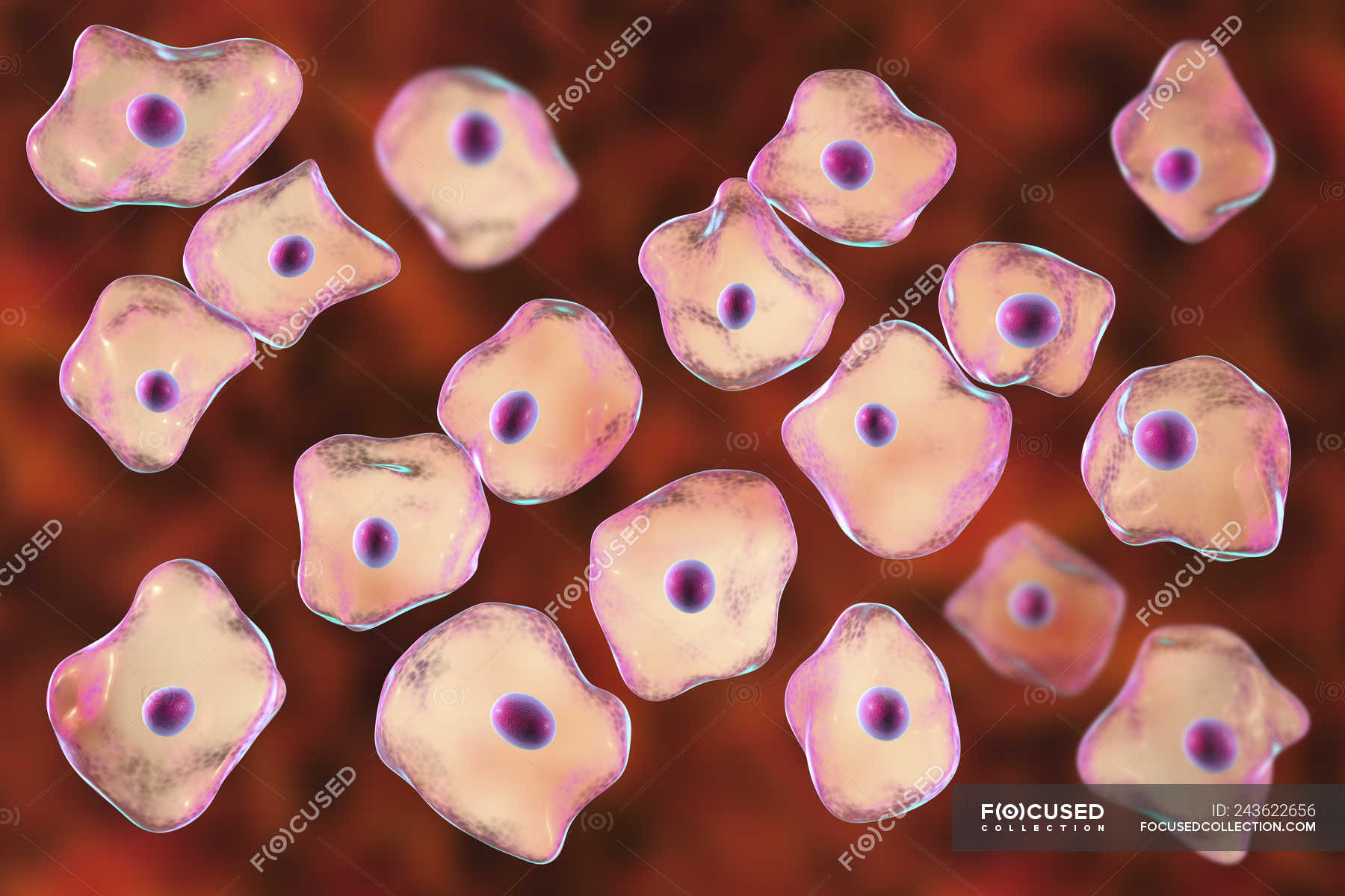 squamous-epithelium-cells-scraped-from-human-cheek-digital