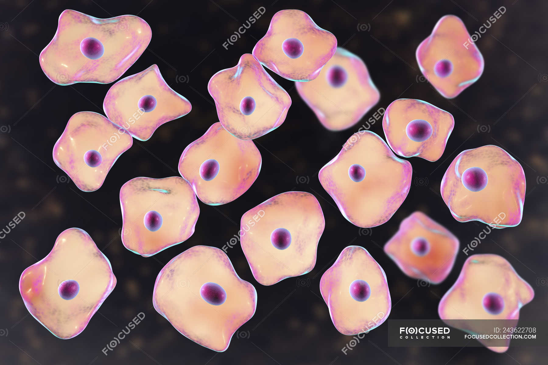 Клетки слизистой полости рта. Клетки эпителия щеки человека. Клетки эпителия ротовой полости. Буккальный эпителий микроскоп. Клетки буккального эпителия.